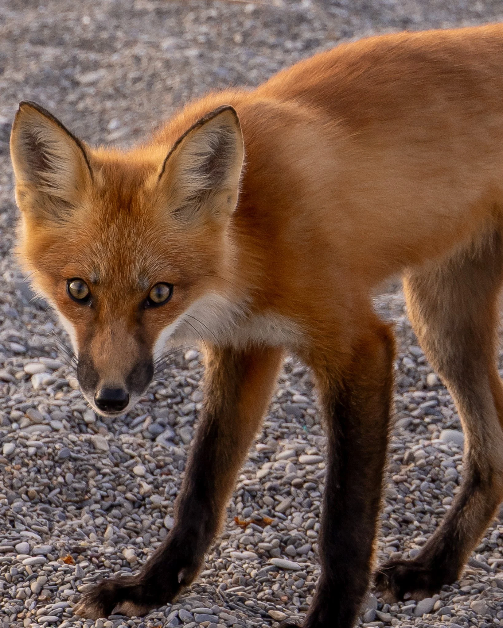 fox.jpg