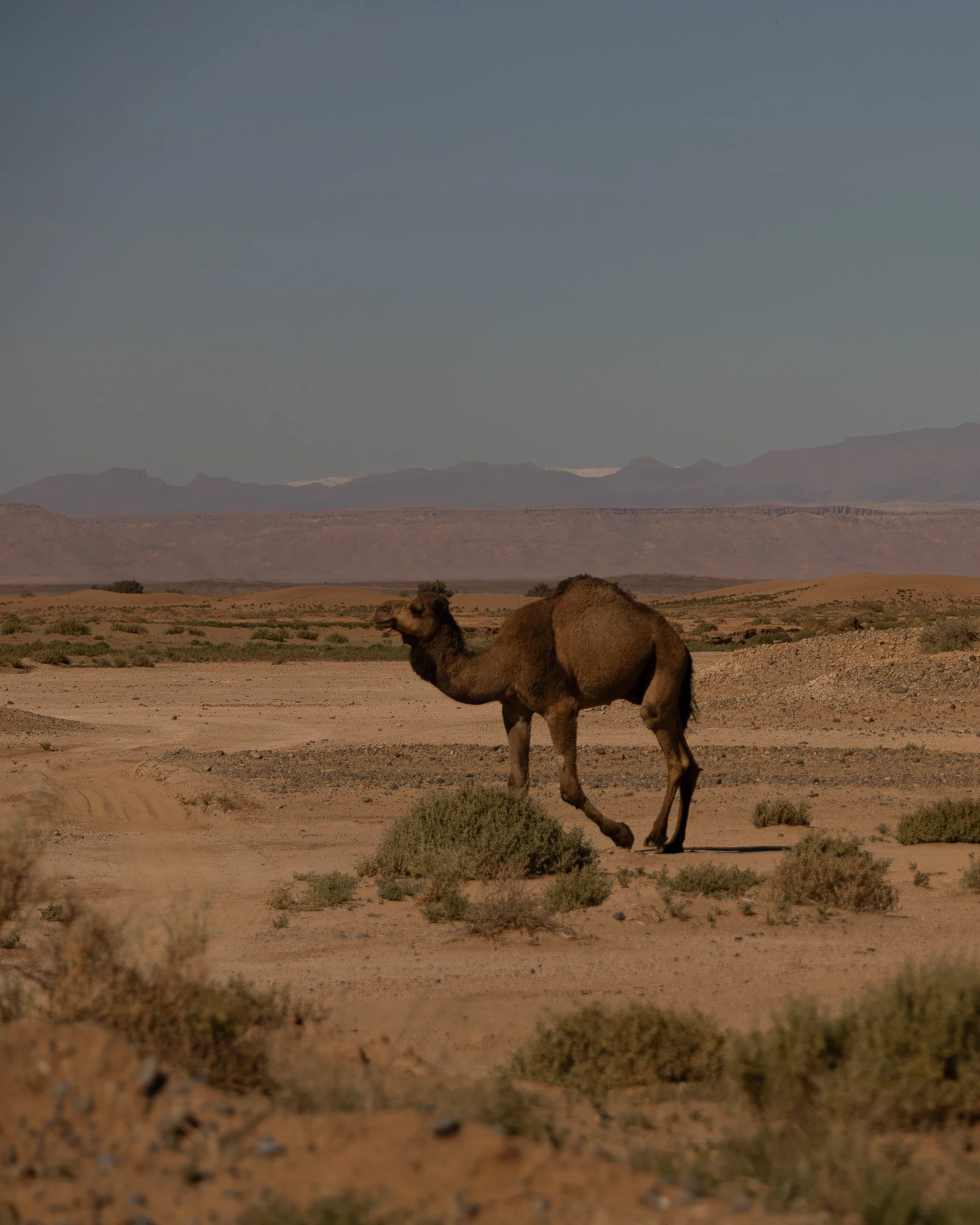 Camel Morocco.jpg