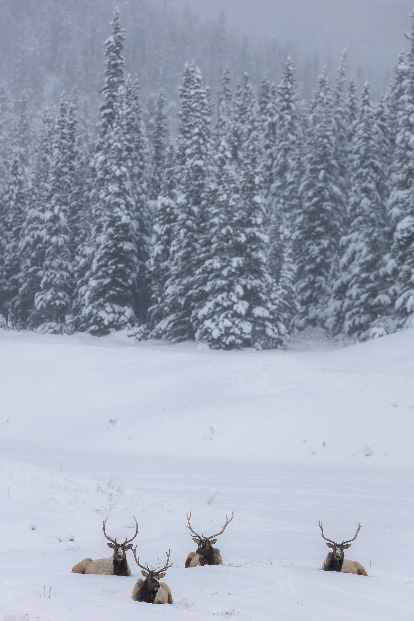 Meet the locals Banff in winter.jpg