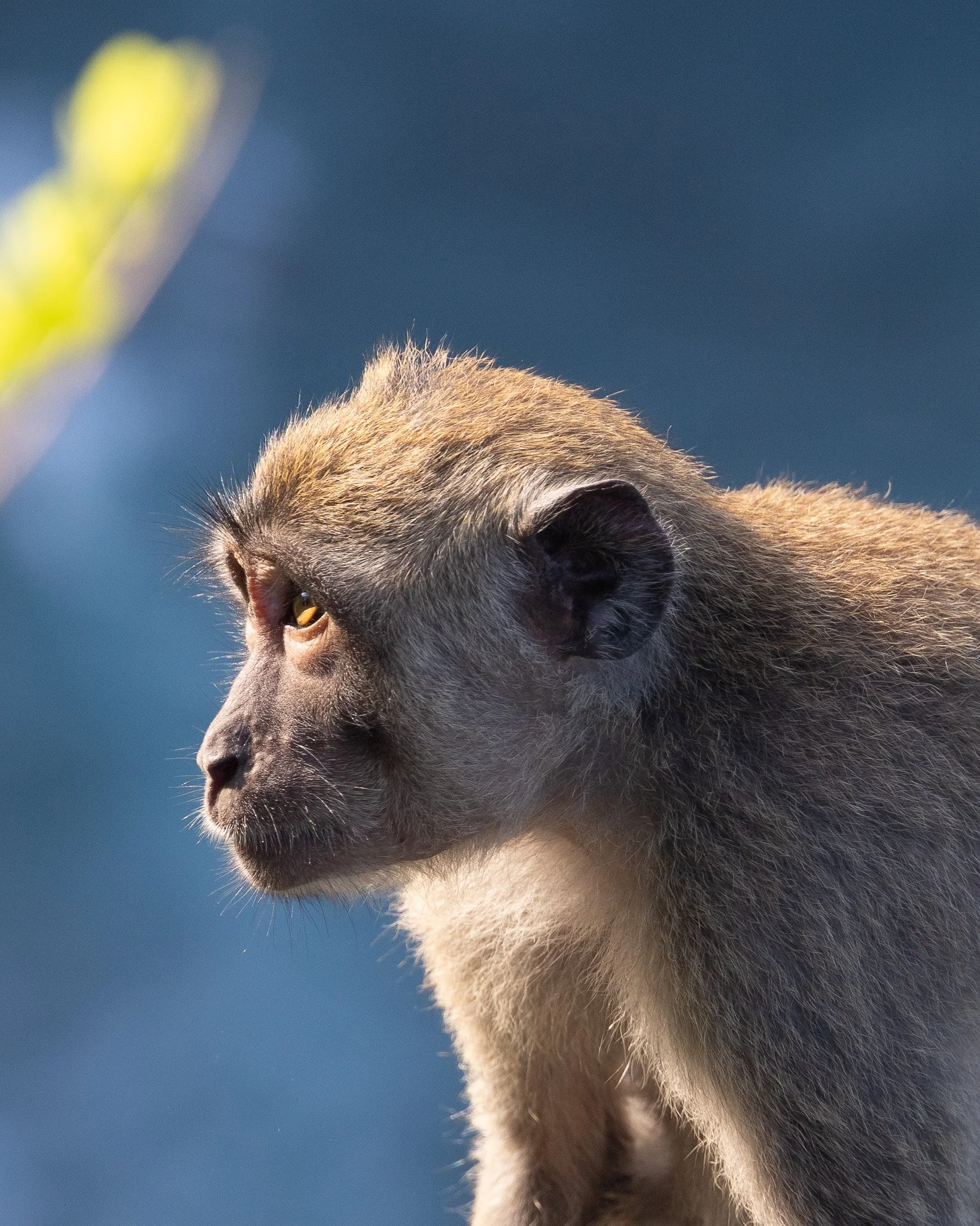 Monkey Diamond Beach.jpg