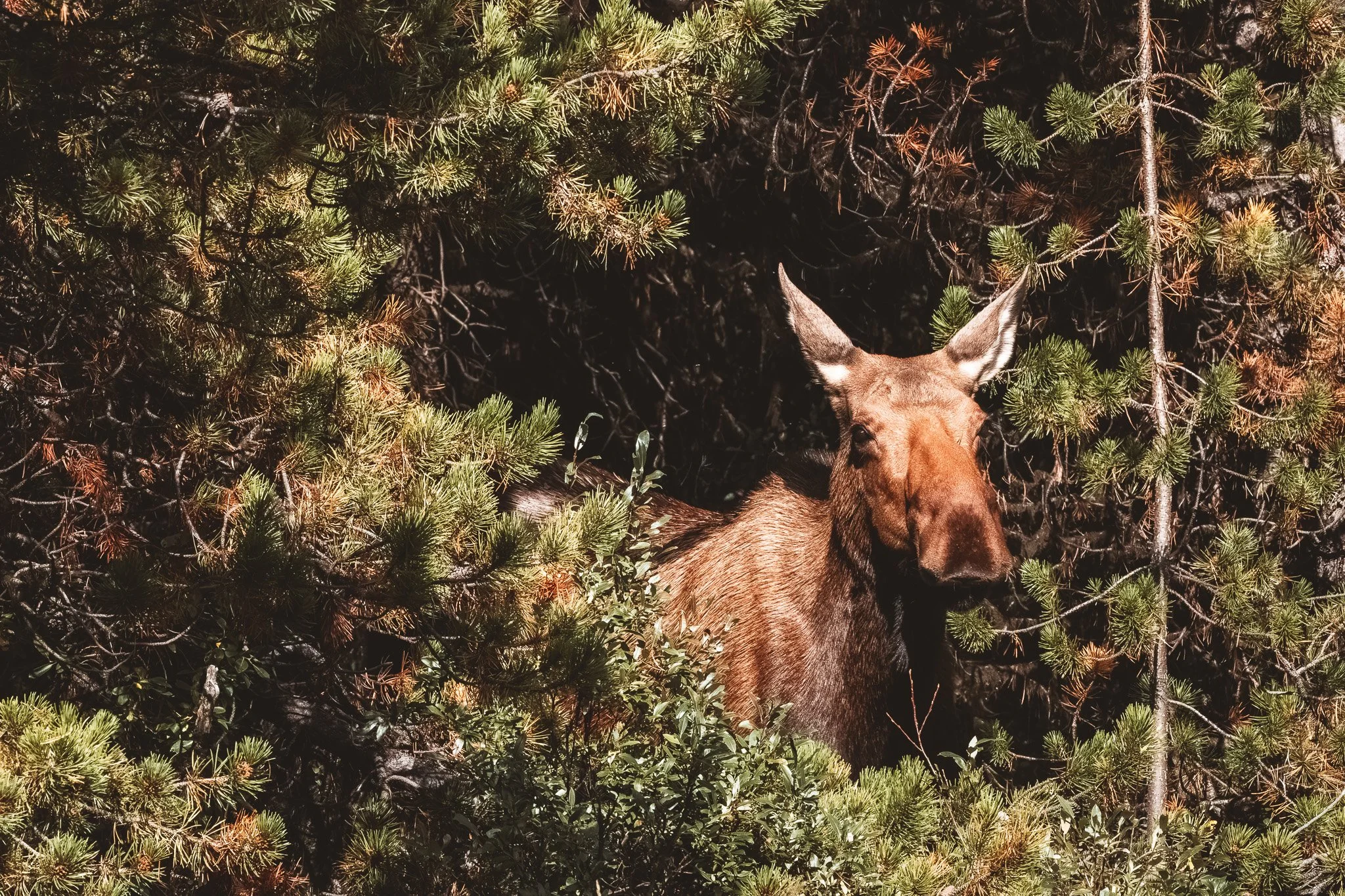 Moose Jasper National Park Canada Nicole Jasperse Photography.jpg