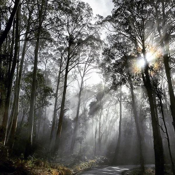 Light through trees.jpg