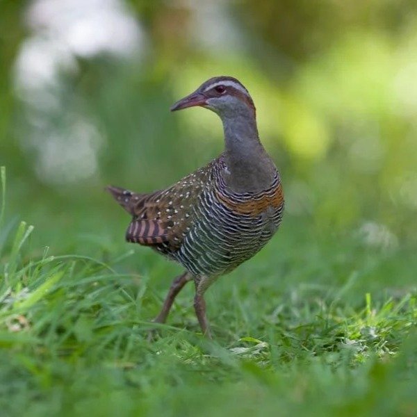 Kia ora! Long time, no....post? I uninstalled Instagram over summer, and it took me more than a day to figure out how to get back in 😅. Petra and I (producer Sam) are back to making Sunday Sanctuary this year, which we're stoked about! There is a sh