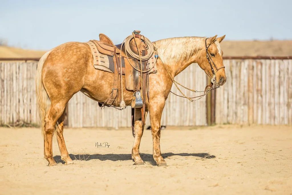 A golden palomino horse with a saddle and reins standing on sandy ground in front of a wooden fence.