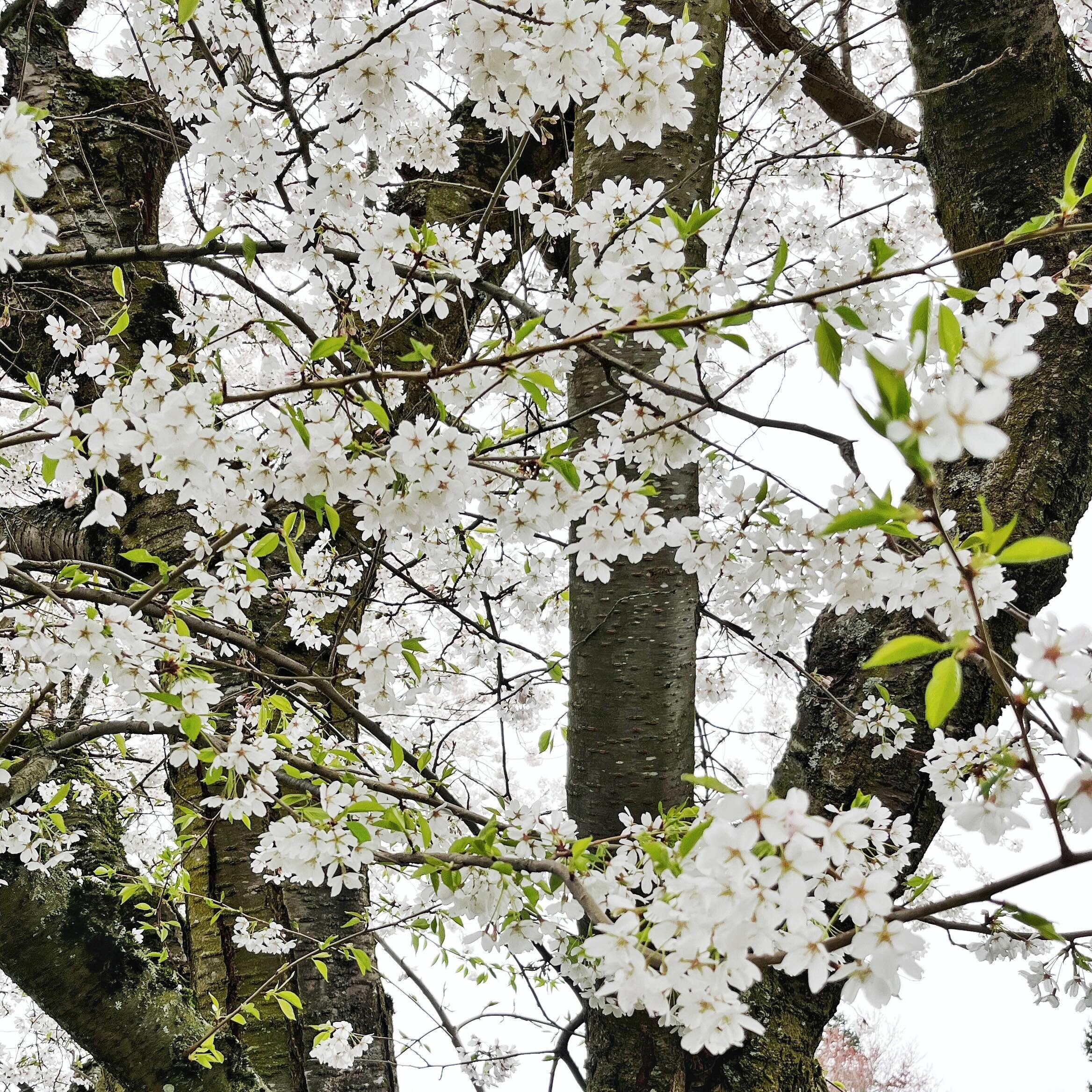 These beautiful cherry blossoms in Bellingham remind us that the stone is about to be rolled away! Join us for Easter Vigil, a very special ancient service tonight at 7 pm!