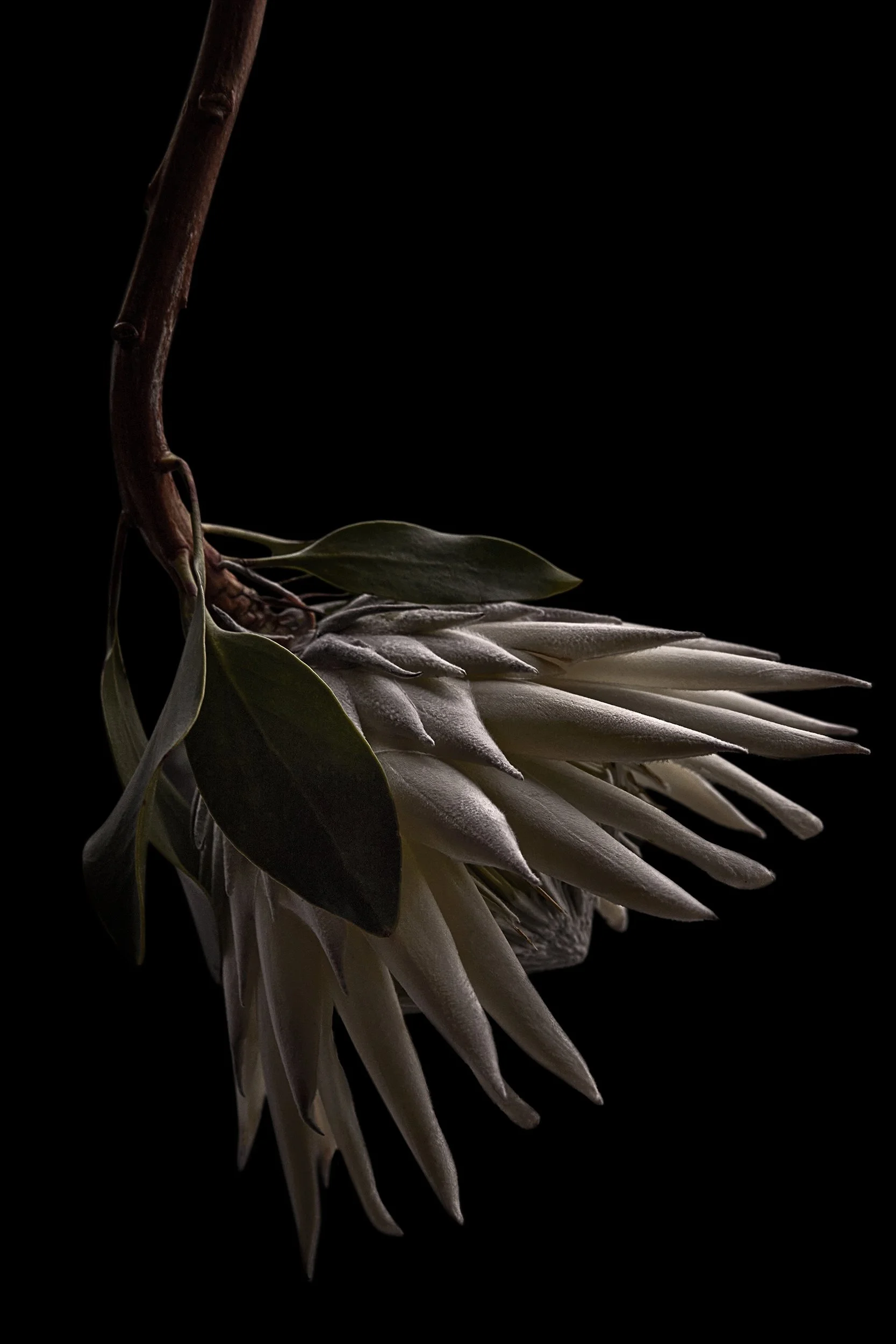 Ray_Lisa_King_protea_framed_archival_pigment_print_on_cotton_rag_paper_1238x838mm_2022.jpg