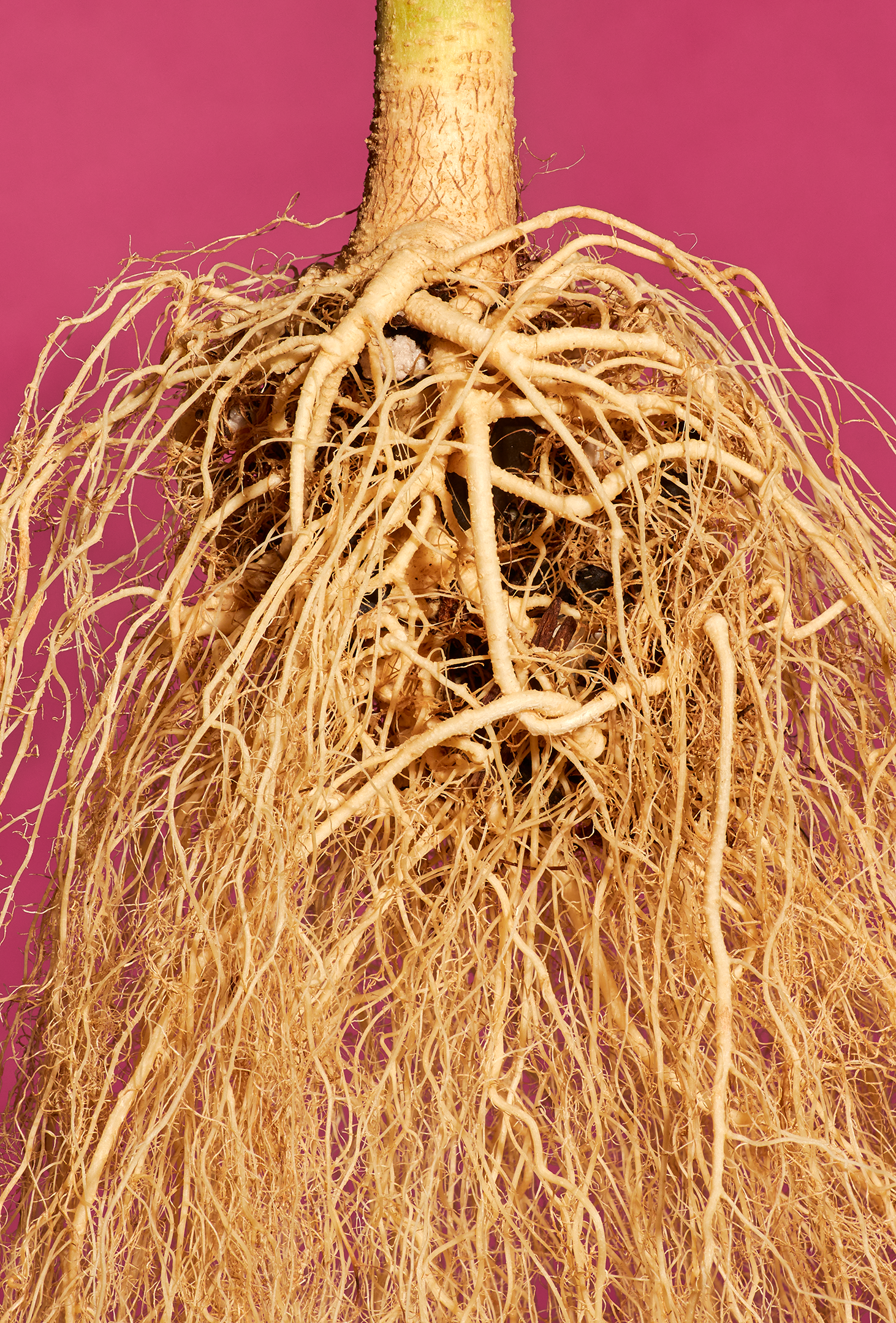 root ball macro on pink.png