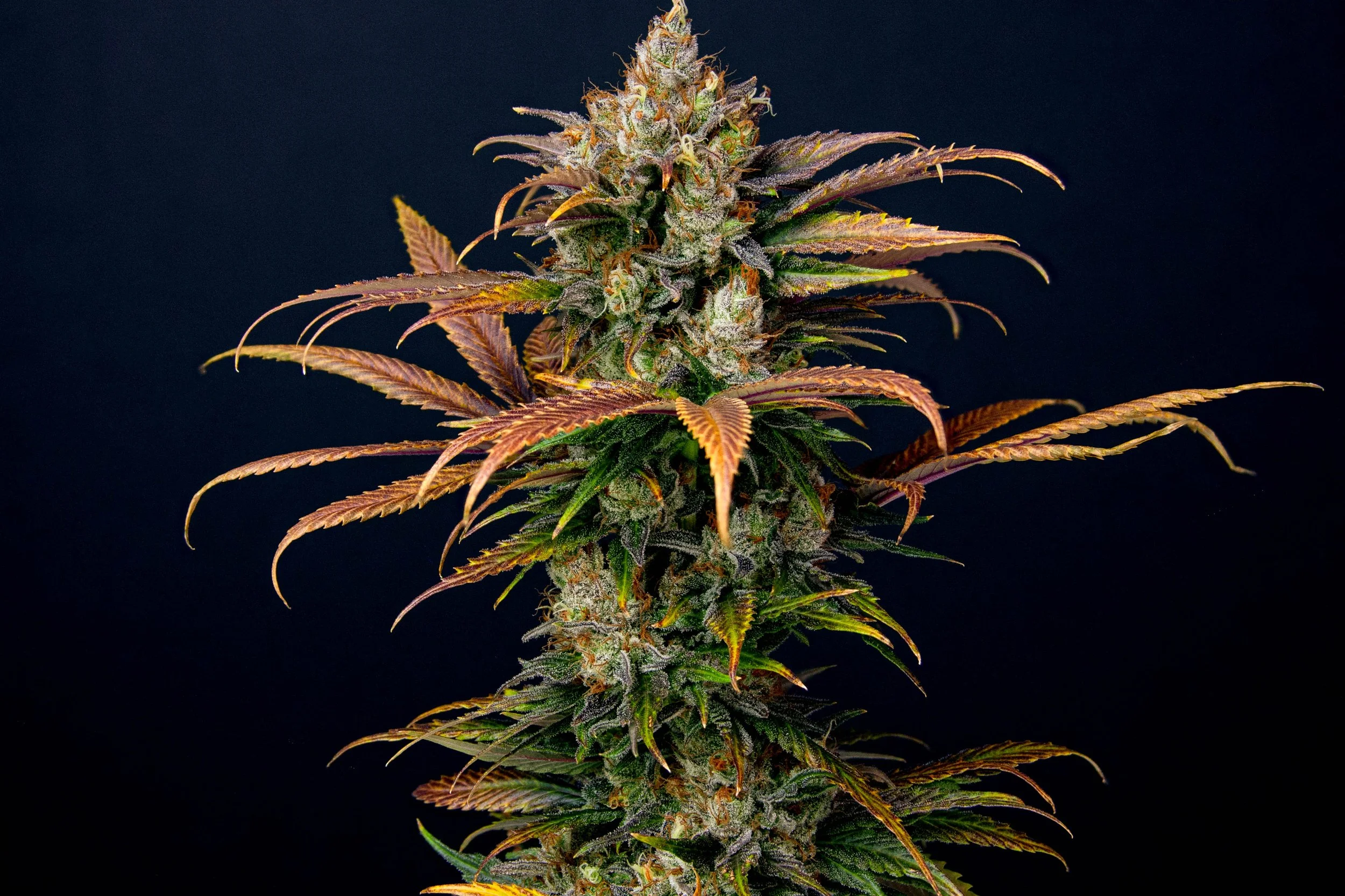 Grape Dosidos-.jpg