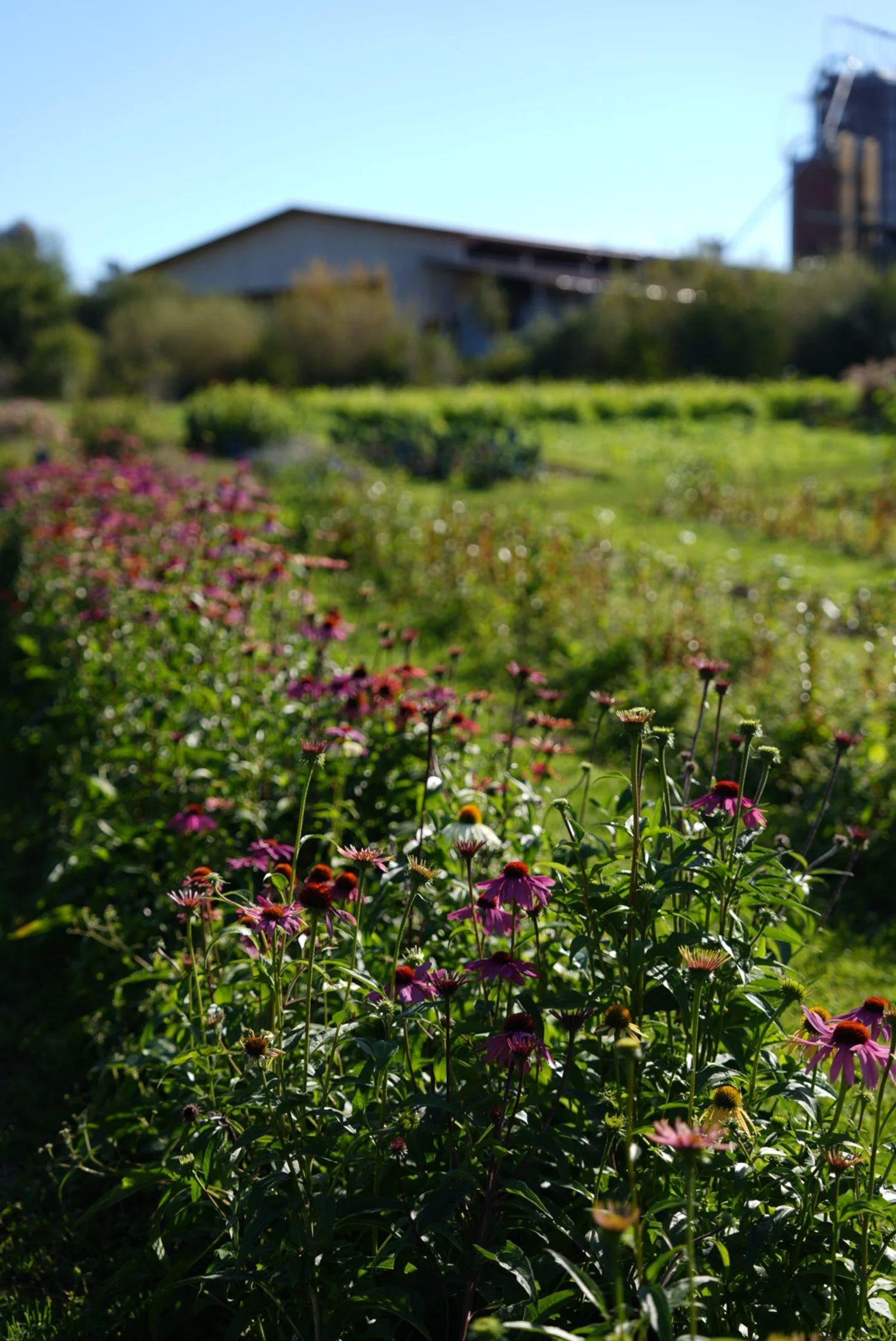 DSC08578 2.JPG