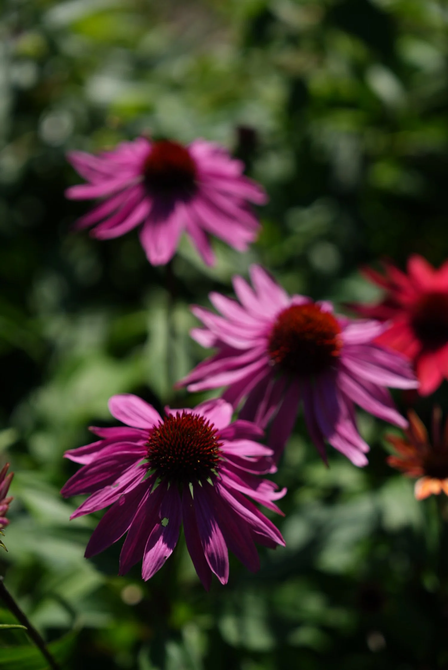 DSC08636 2.JPG
