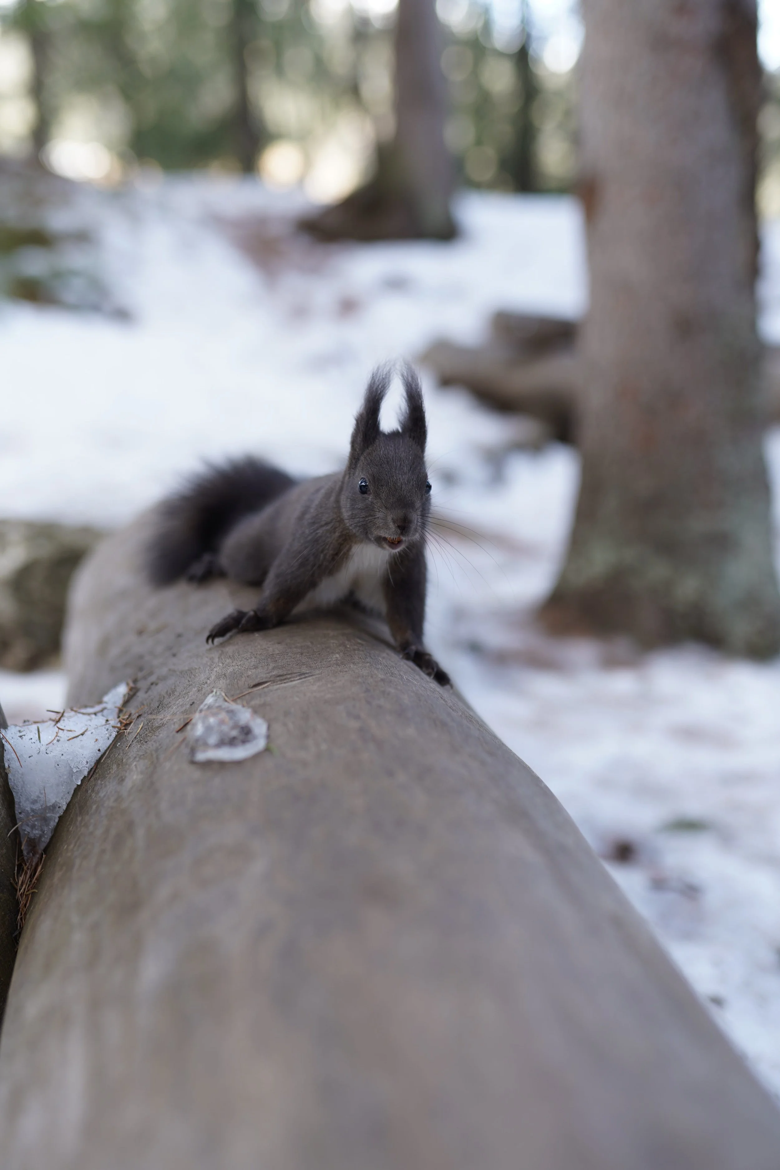 Familienausflug in Davos: Eichhörnchen füttern am Davosersee