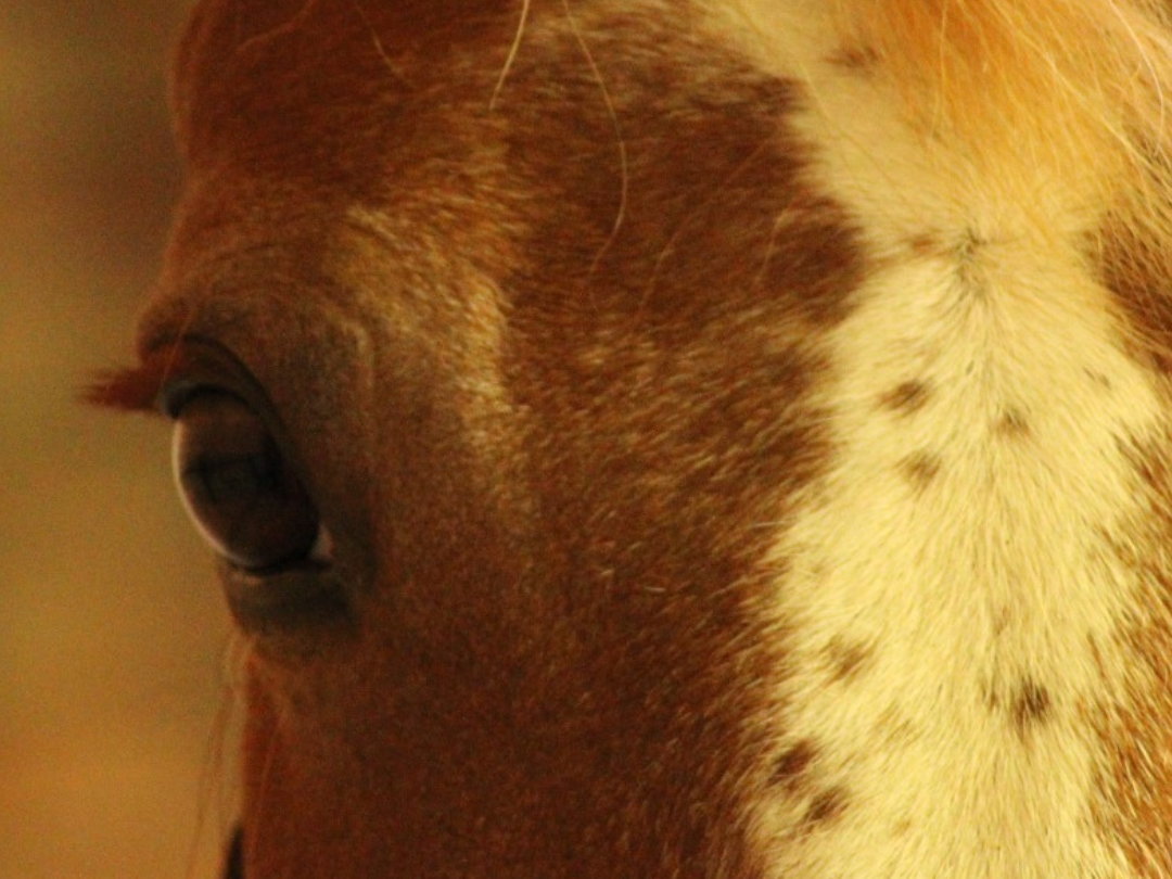 Pferdegestützte Pädagogik&nbsp;