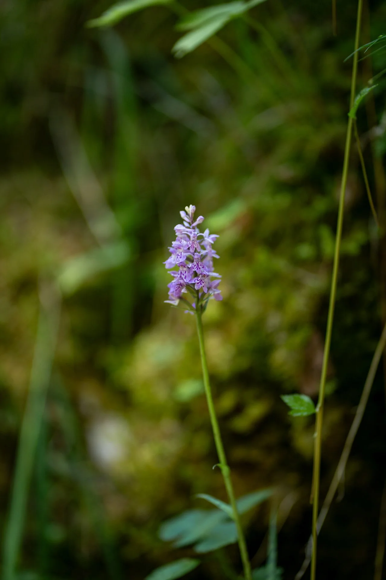 DSC03929_2-7615.jpg