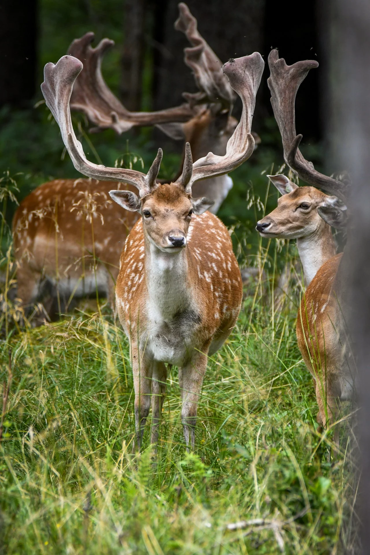 DSC_5937.jpg