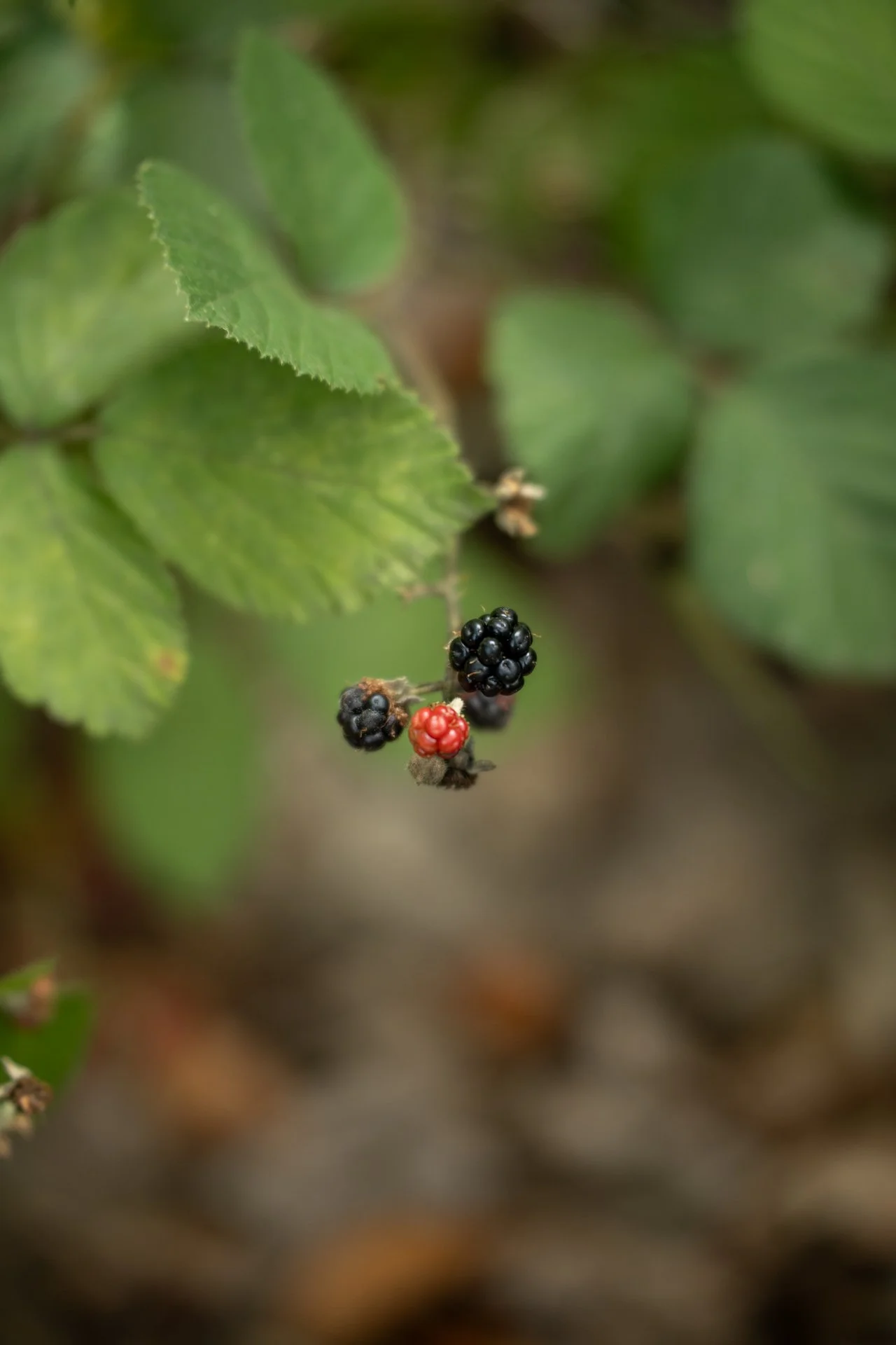 DSC07591.jpg
