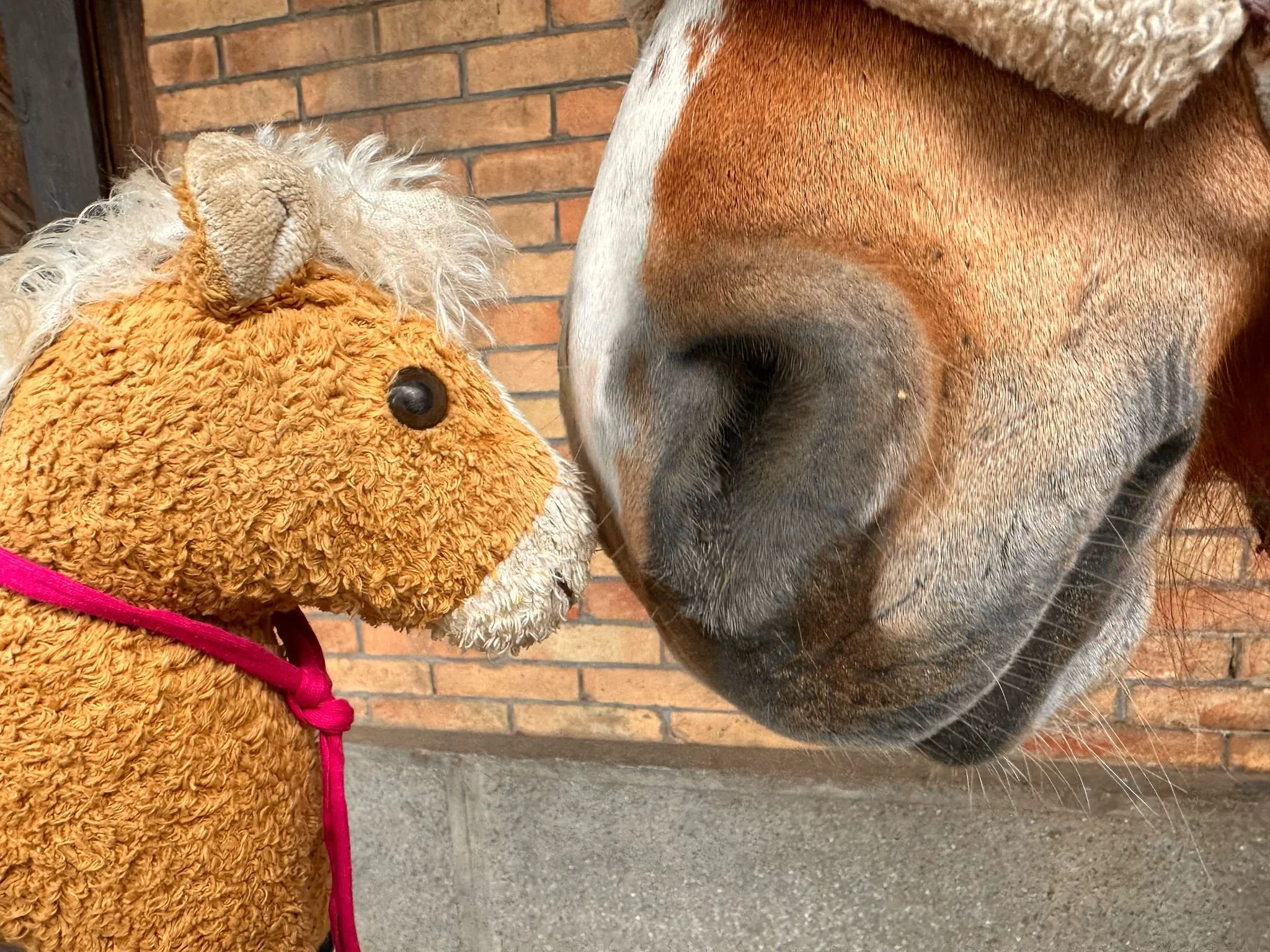 Ponyspielgruppe im NPZ