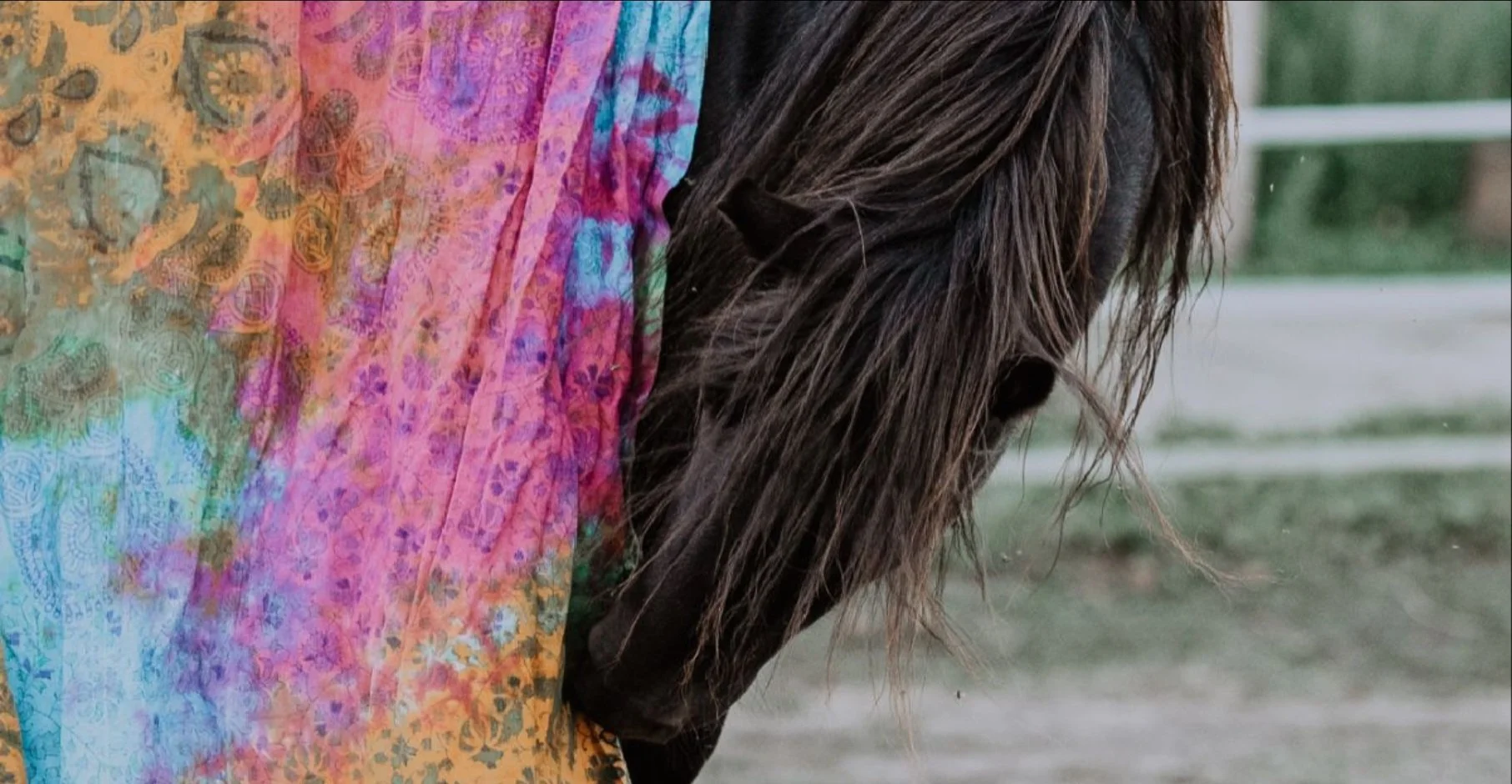 Pferd &amp; Ich Erlebnisnachmittage – Pferden und Natur achtsam begegnen
