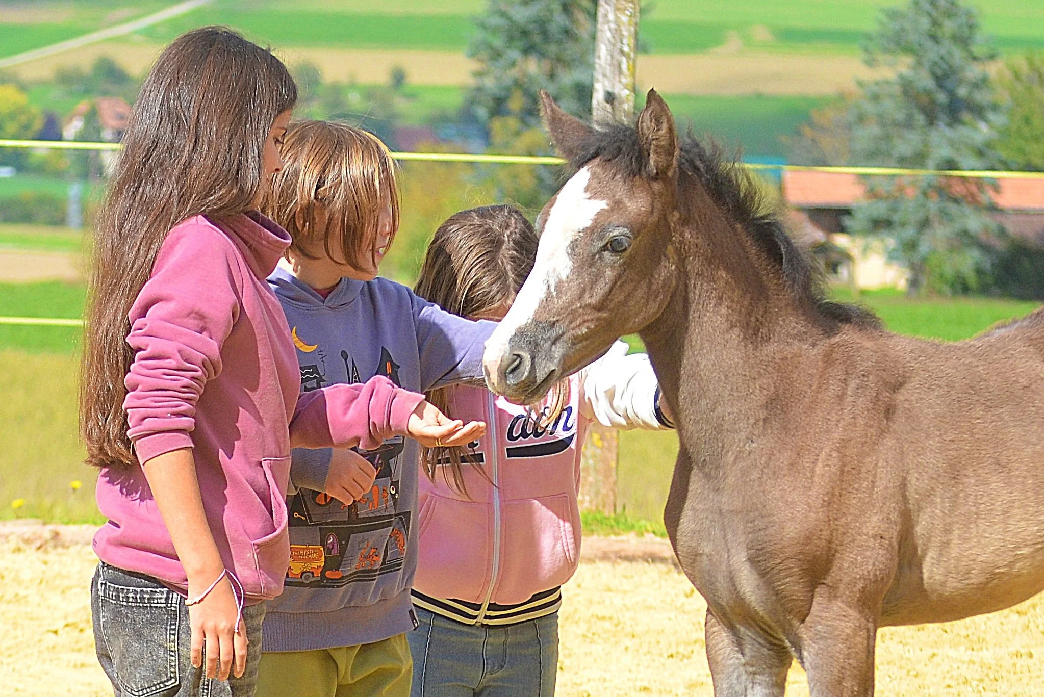 Kindernachmittage &amp; Tageslager auf dem Pferdehof