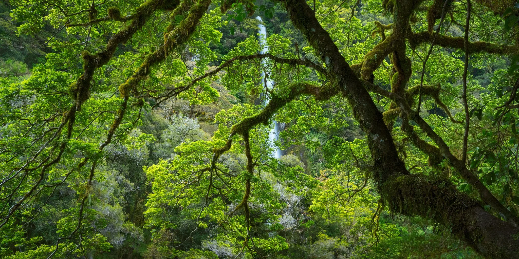 Thunder Creek Frame