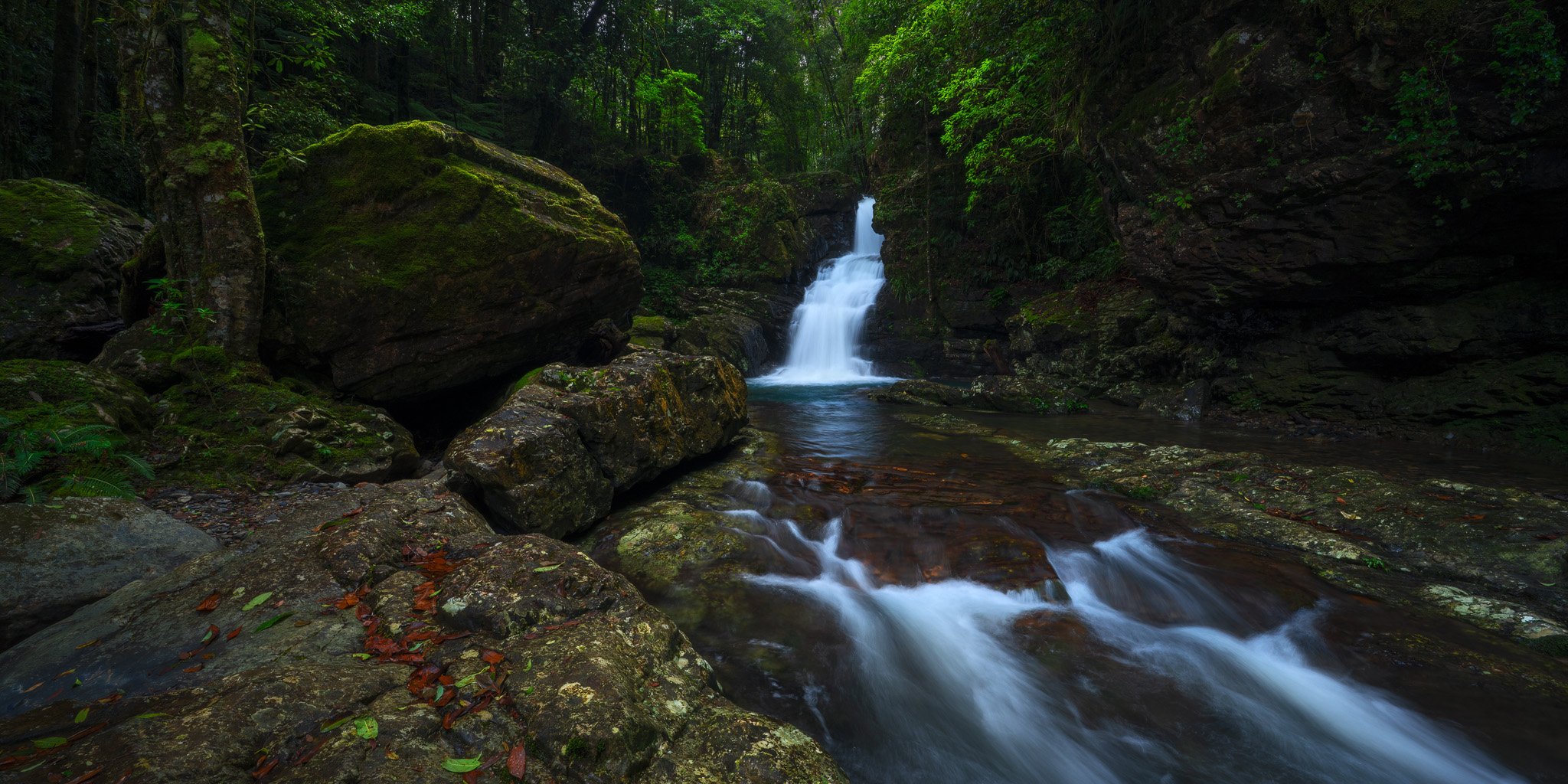 Rainforest Glen