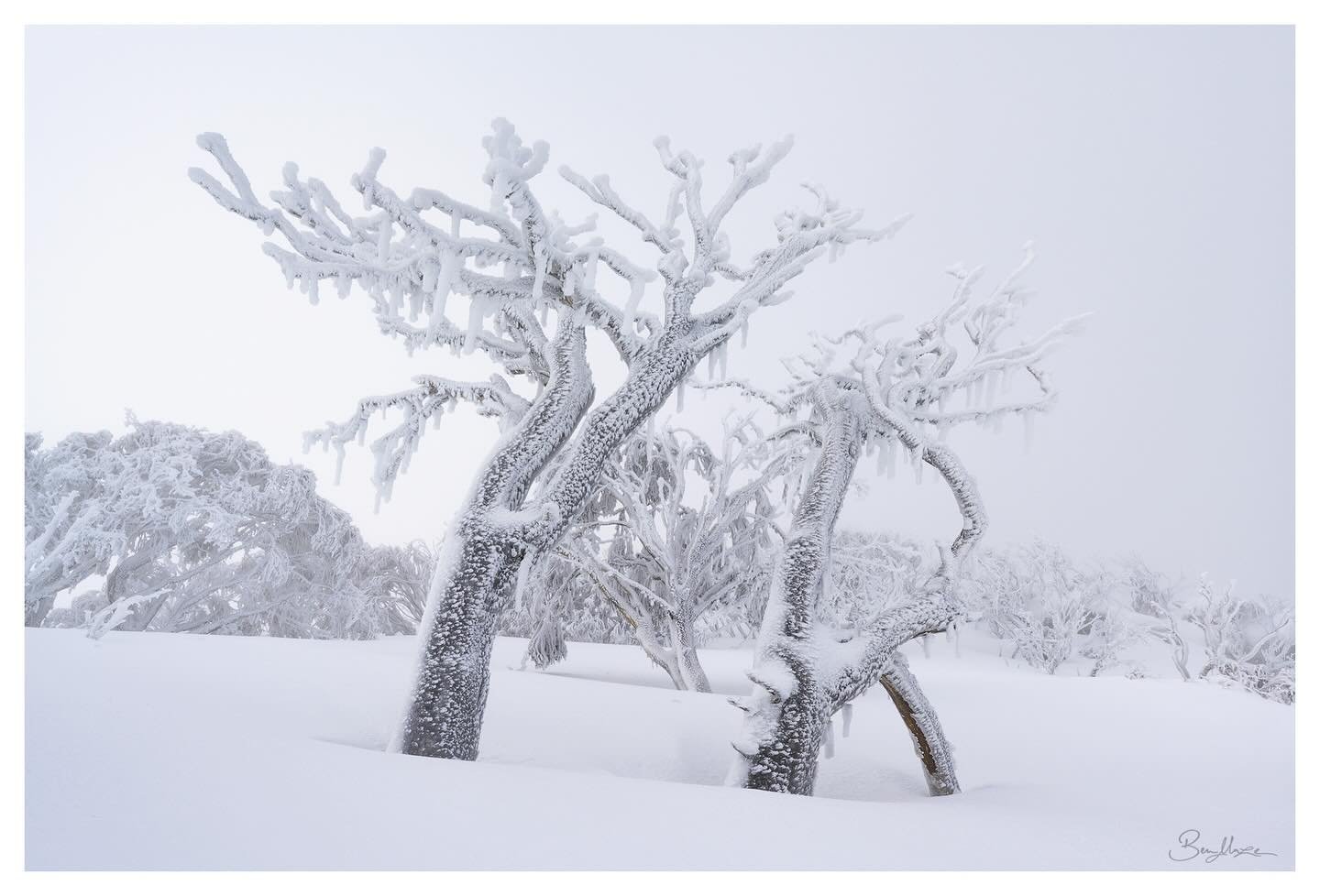 &lsquo;Frosted Fate&rsquo; (2025)