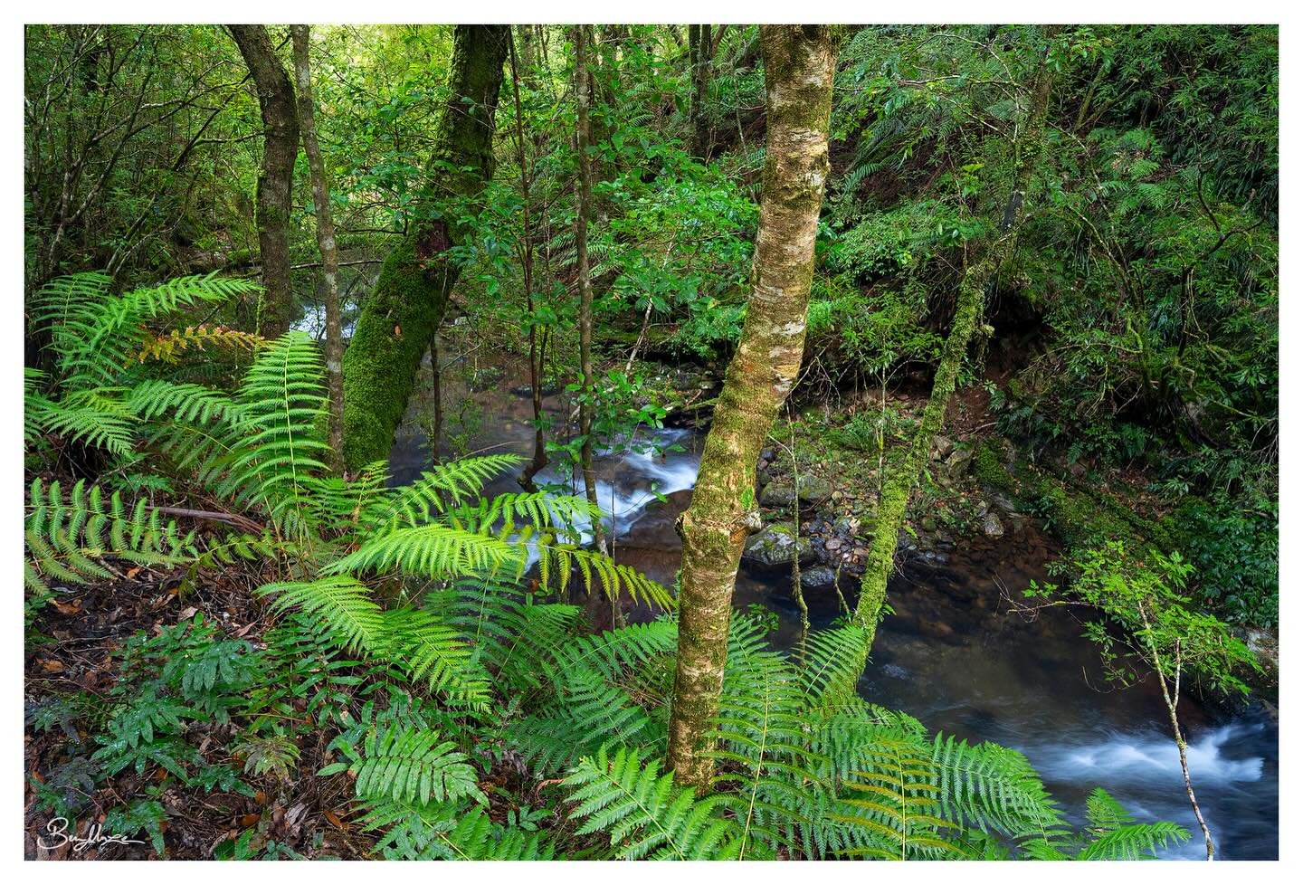 &lsquo;Fern Gully&rsquo; (2025)

An incredibly lush section of cool temperate Antarctic Beech rainforest, filled with ferns and flowing water. There&rsquo;s nothing quite like slowing down and spending time photographing in a rainforest with the spri