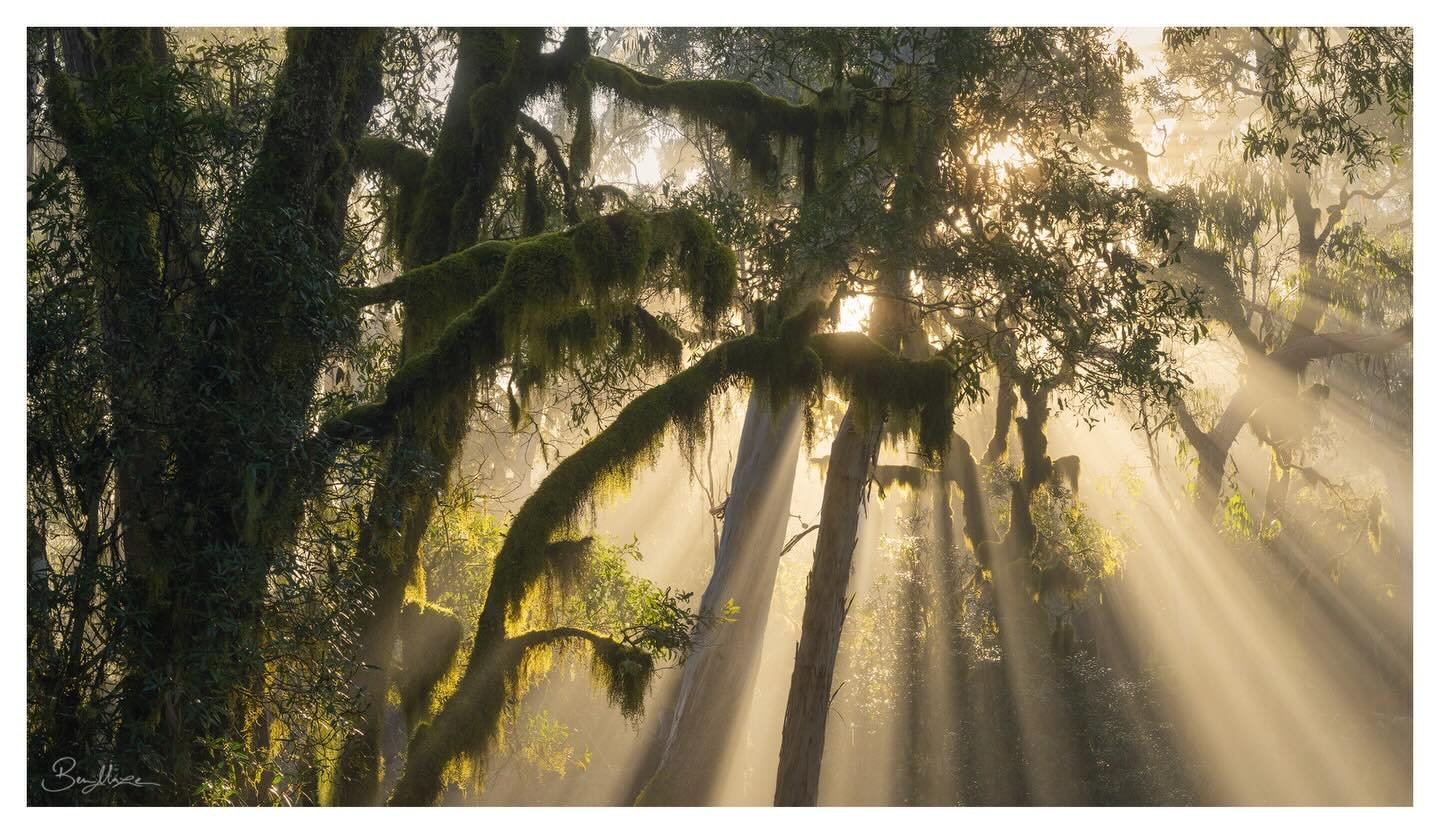 A wonderful roadside moment after sunrise in New England National Park. This was a few months ago on the last morning of a familiarisation trip for my February workshop in the area; there couldn&rsquo;t have been a better way to send me on my 7 hour 