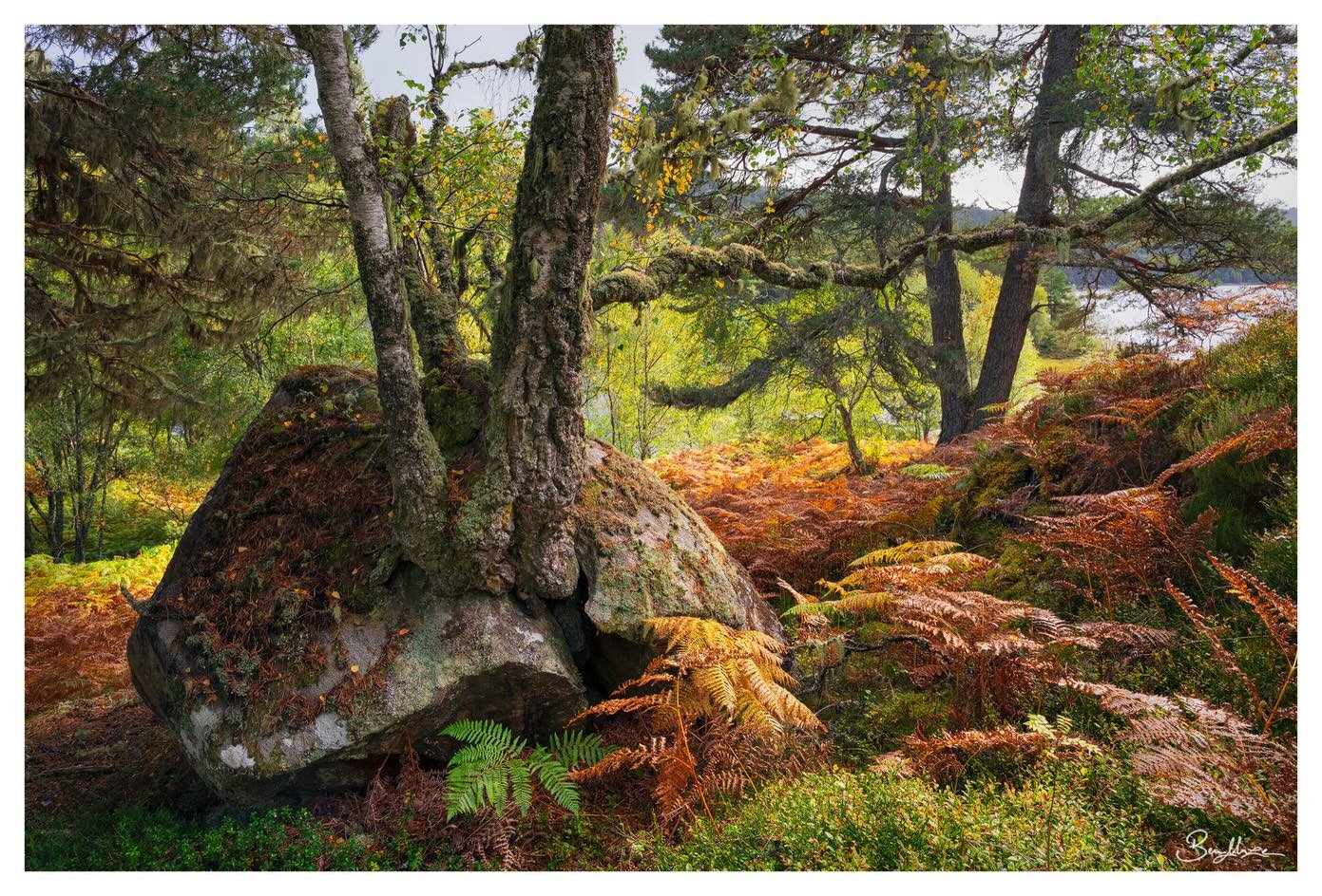 A few woodland images from the glens of Scotland&rsquo;s Highlands. I quite enjoyed the early stage of autumn that we photographed these scenes in; it provided a wonderful range of colour contrast, with the first gold and bronze colours standing out 