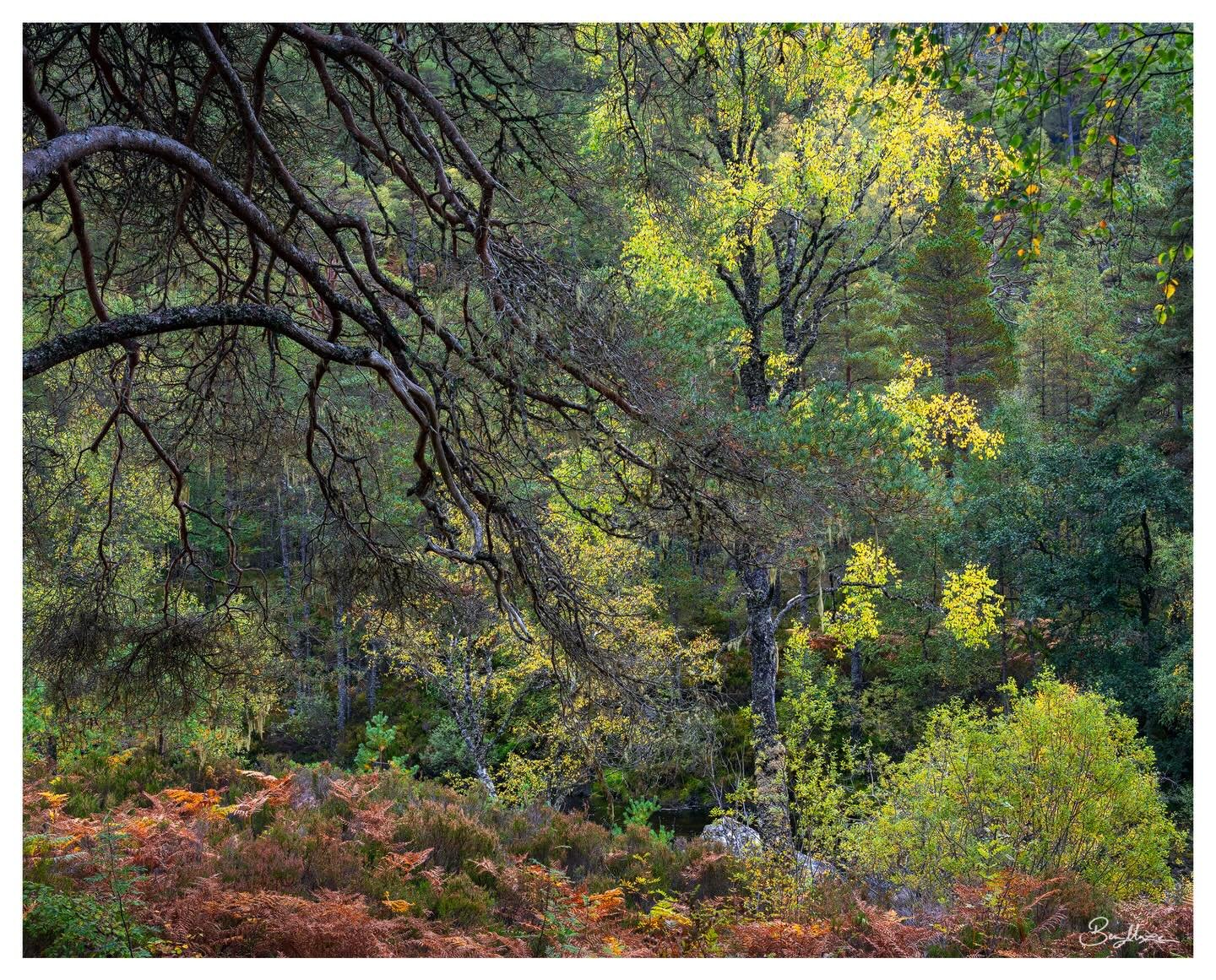 &lsquo;Onlookers&rsquo; (2025)

Another woodland scene from my recent Scottish Highlands gallery. 

This one didn&rsquo;t originally make it into my selection of images to work on, but rather slowly grew on me as I revisited other potential candidate