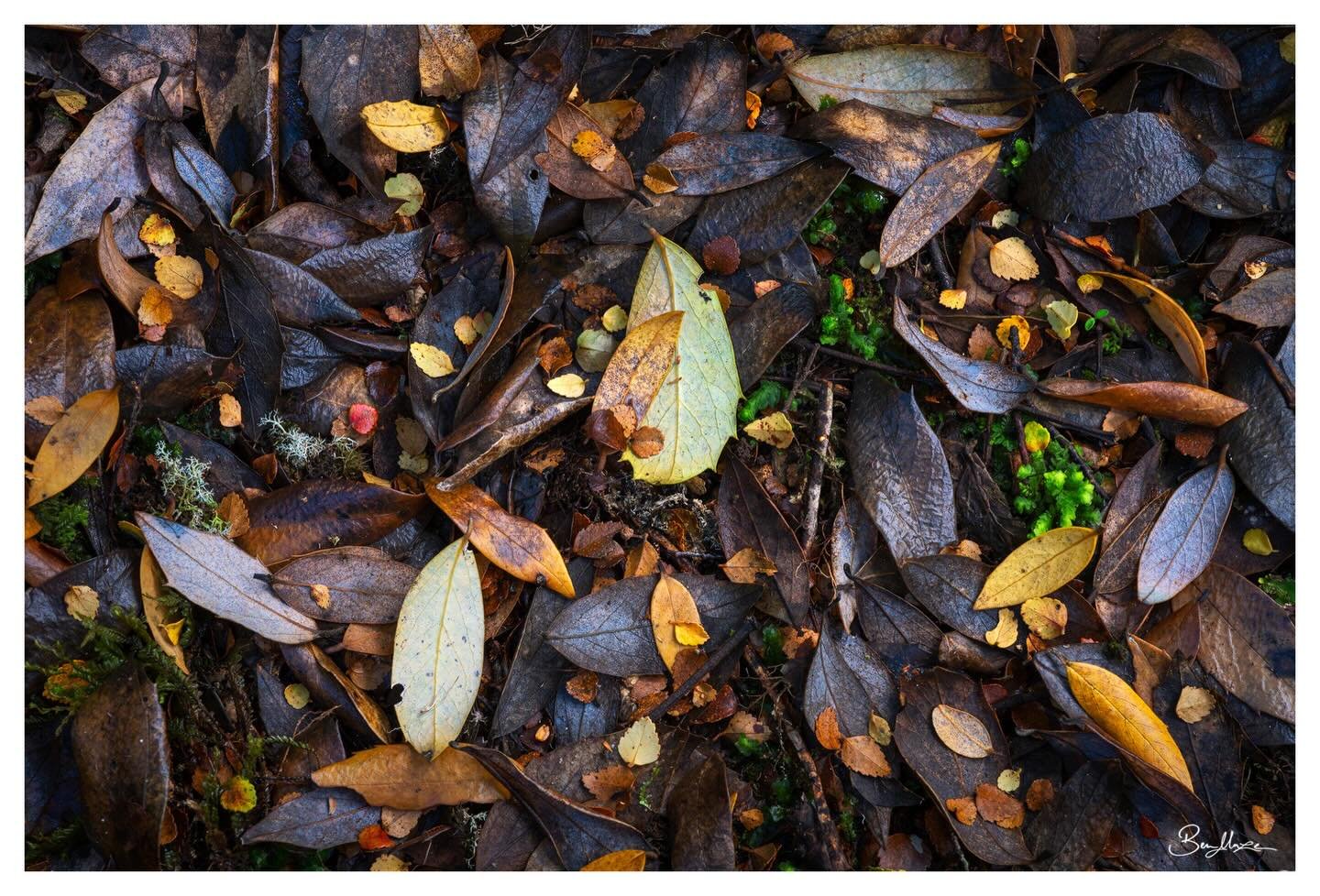 &lsquo;Melting Pot&rsquo; (2025)

An array of fallen leaves on a takayna/Tarkine forest floor.