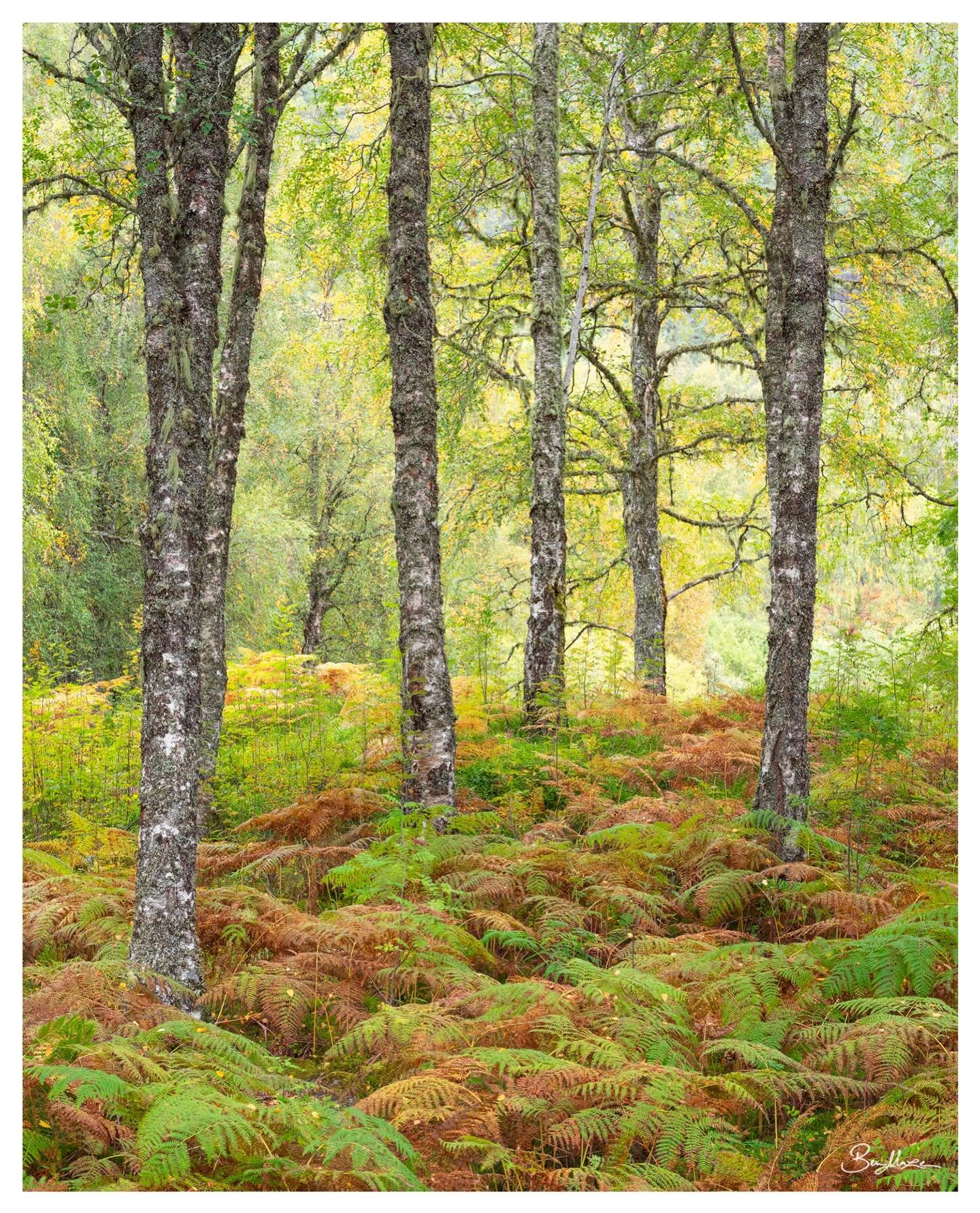 &lsquo;Autumn March&rsquo; (2025)

A classic birch woodland scene in Scotland. Who needs peak autumn colour, hey?