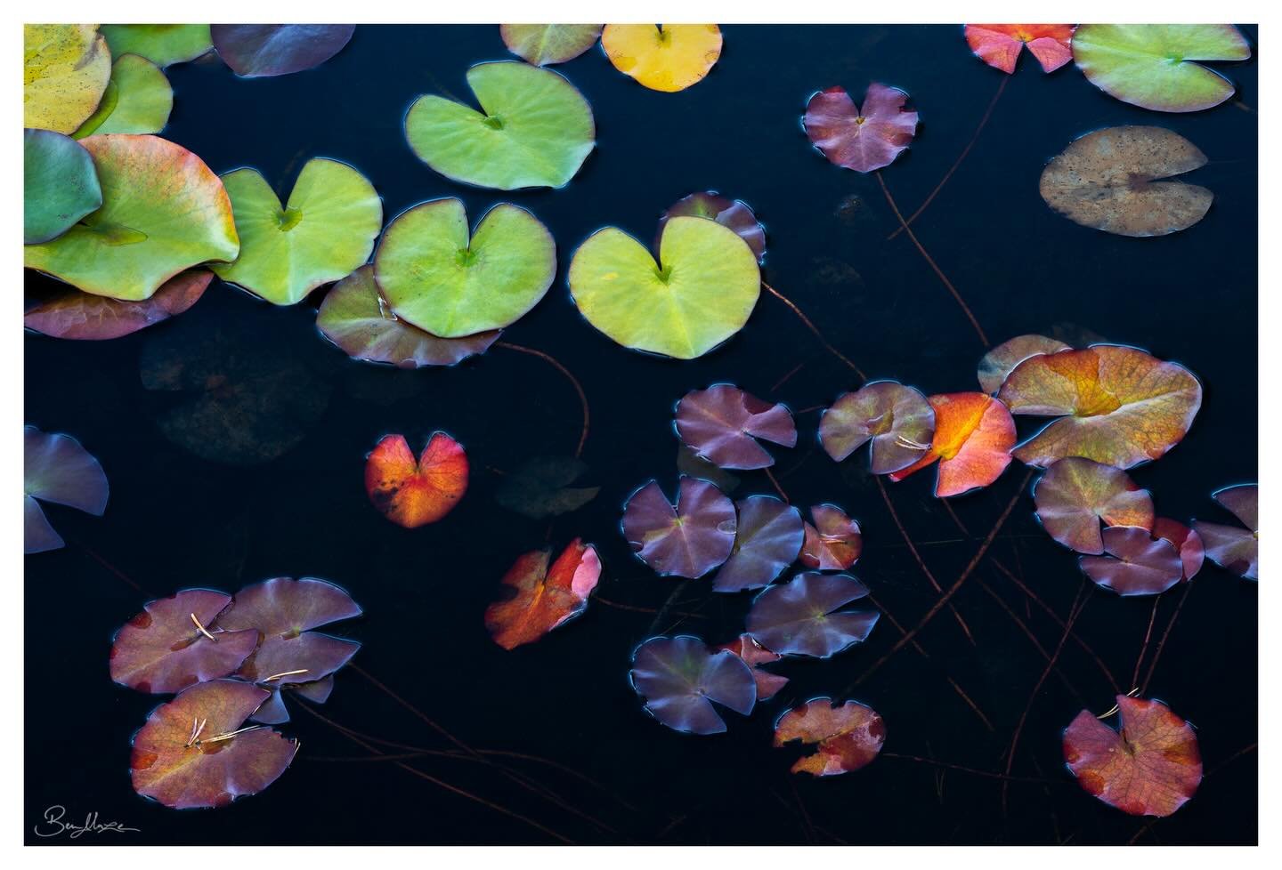 &lsquo;Afloat&rsquo; (2025)

A pond of colourful lily pads, surrounded by ancient Caledonian forest in Scotland&rsquo;s highlands.