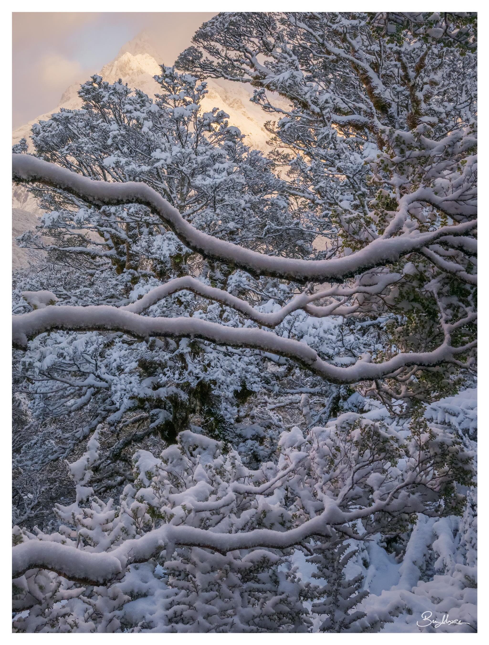 Something a bit different, from an incredible morning in Fiordland, New Zealand back in 2023 with @williampatino_photography and @michaelmcgeephotography. I am increasingly enjoying complexity in composition, looking for frames within frames and givi
