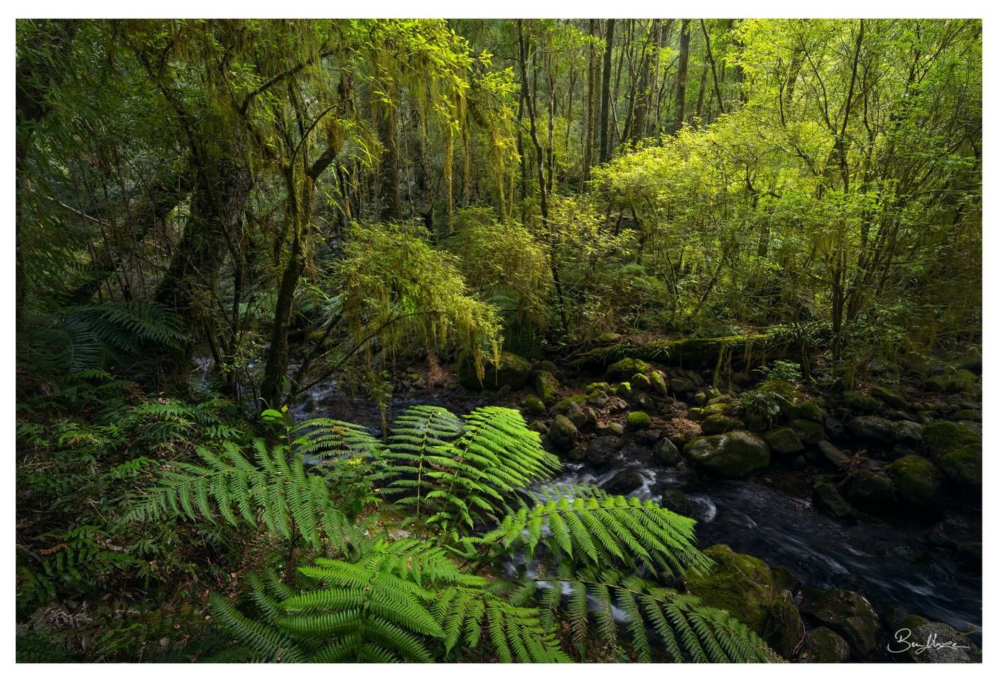 New 2027 Workshop Listings

I&rsquo;m excited to be bringing back my Waterfall Way and Tarkine photography workshops for 2027! These formats both heavily feature my favourite environment to photograph in, which is the lush rainforest, and much more.
