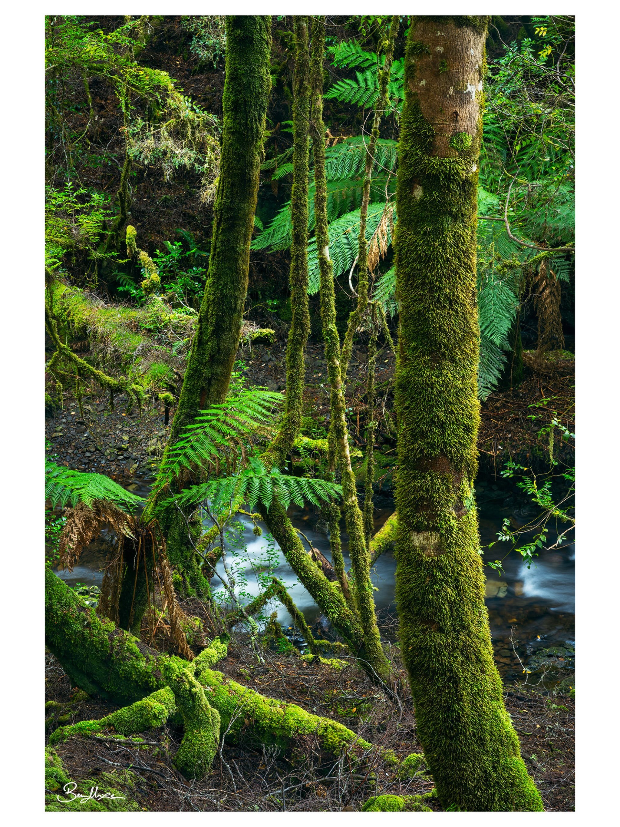 &lsquo;A Meeting&rsquo; (2026)

#rainforest #tarkine #australia #landscapephotography #tasmania