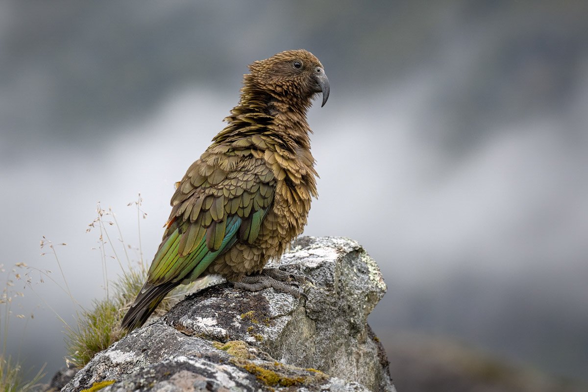 Kea.jpg