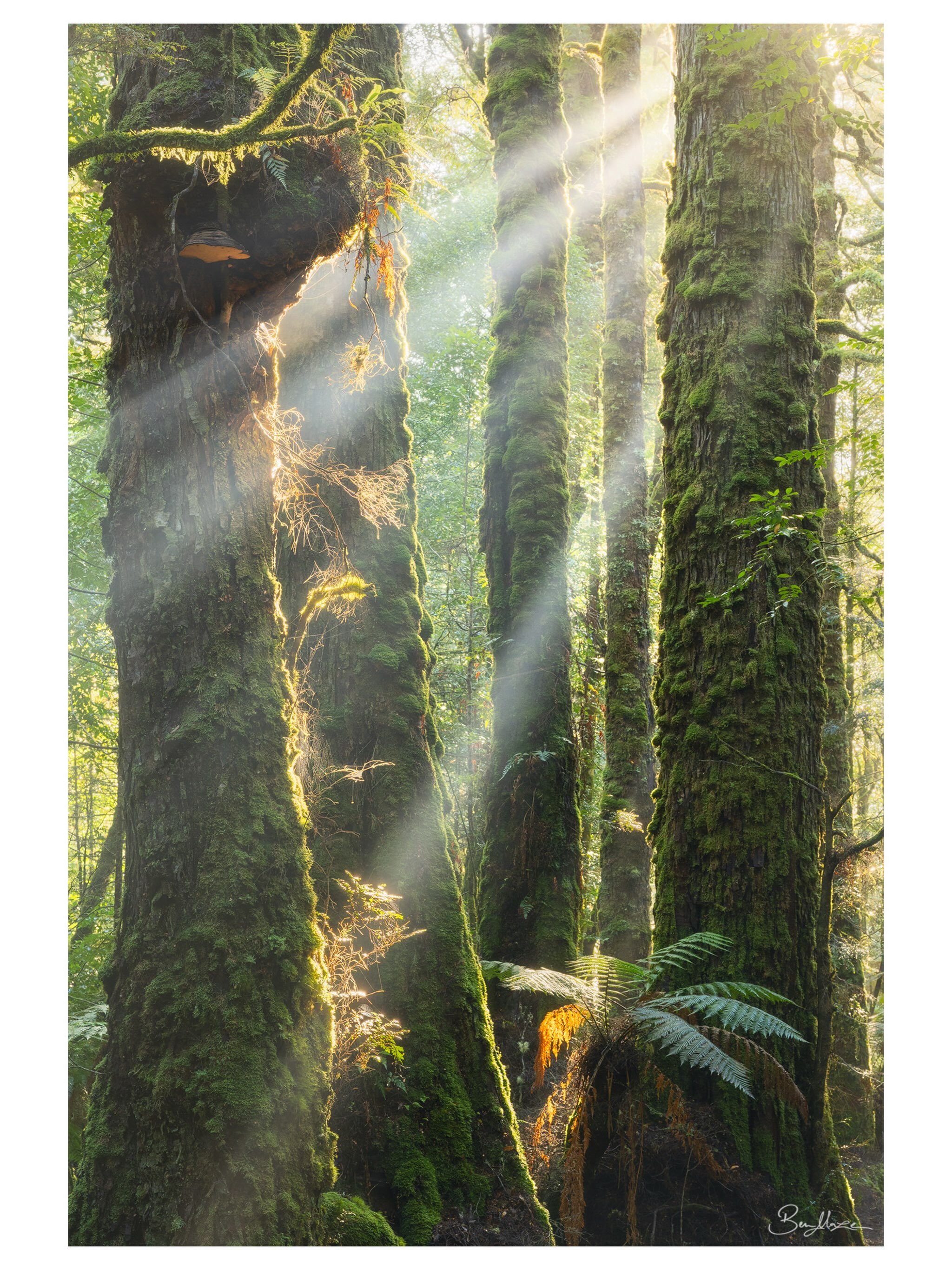 &lsquo;Myrtle Beams&rsquo;

Simple as that. Can&rsquo;t help but love these fleeting moments, where all that matters is the light and smell of the forest around you.