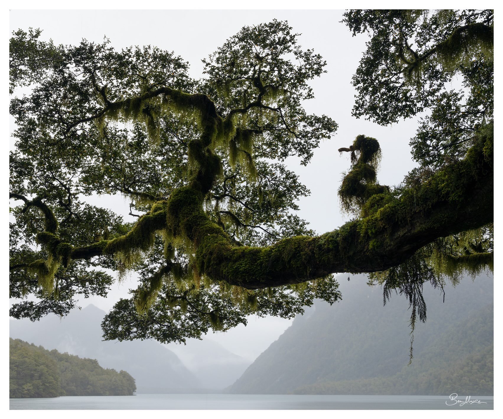 NEW WORKSHOP: New Zealand Winter Landscapes and Rainforests 2027

I&rsquo;m very excited to be teeing up with @danielmurray.nz to run our first New Zealand workshop together next August! 

We&rsquo;ll spend 9 days together exploring the incredible wi