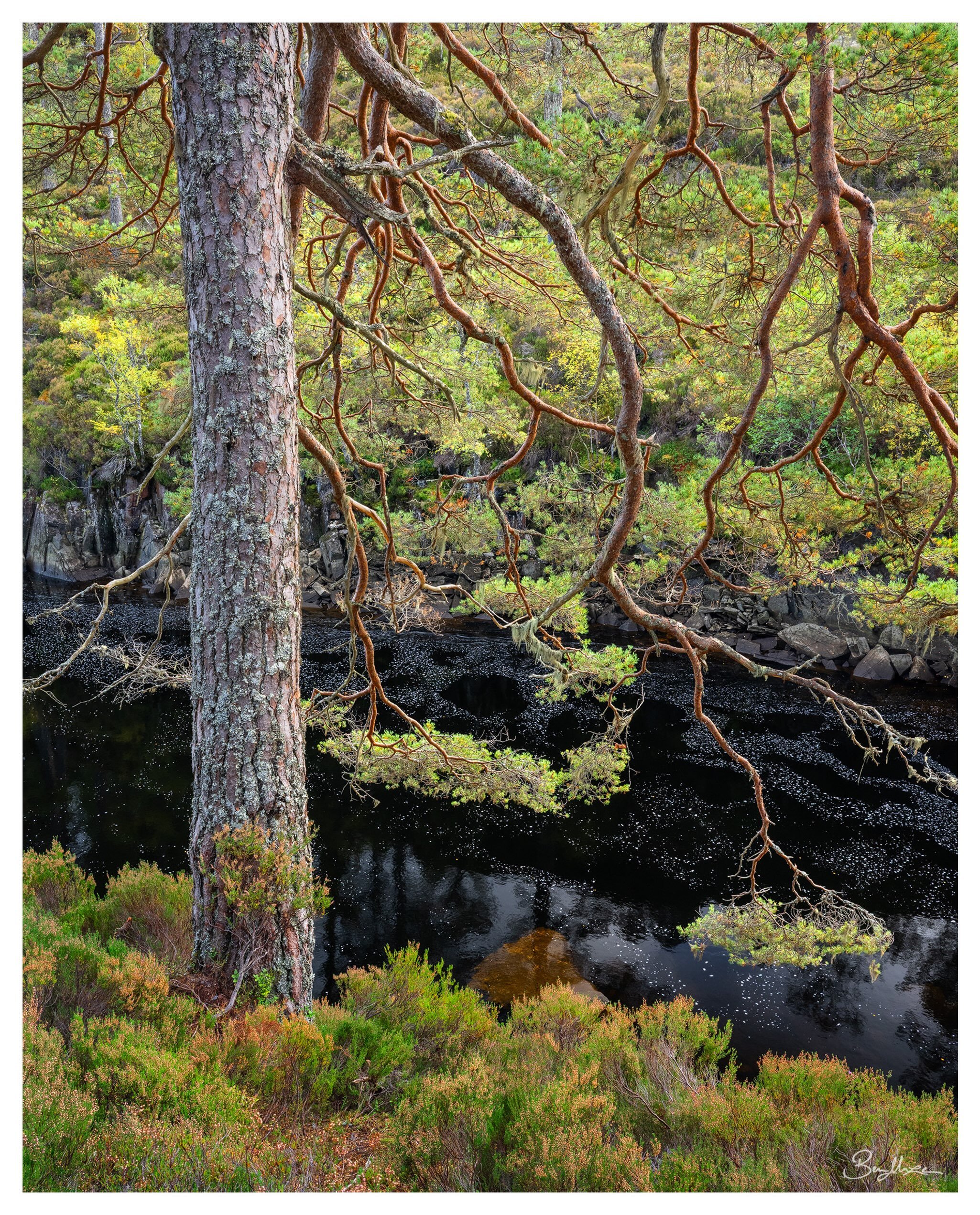 &lsquo;Lazy River&rsquo; (2025)

A tranquil woodland scene in the highlands of Scotland last year with @livingston.murray. The dark rivers, slowly flowing foam and heath reminded me of Tasmania.
