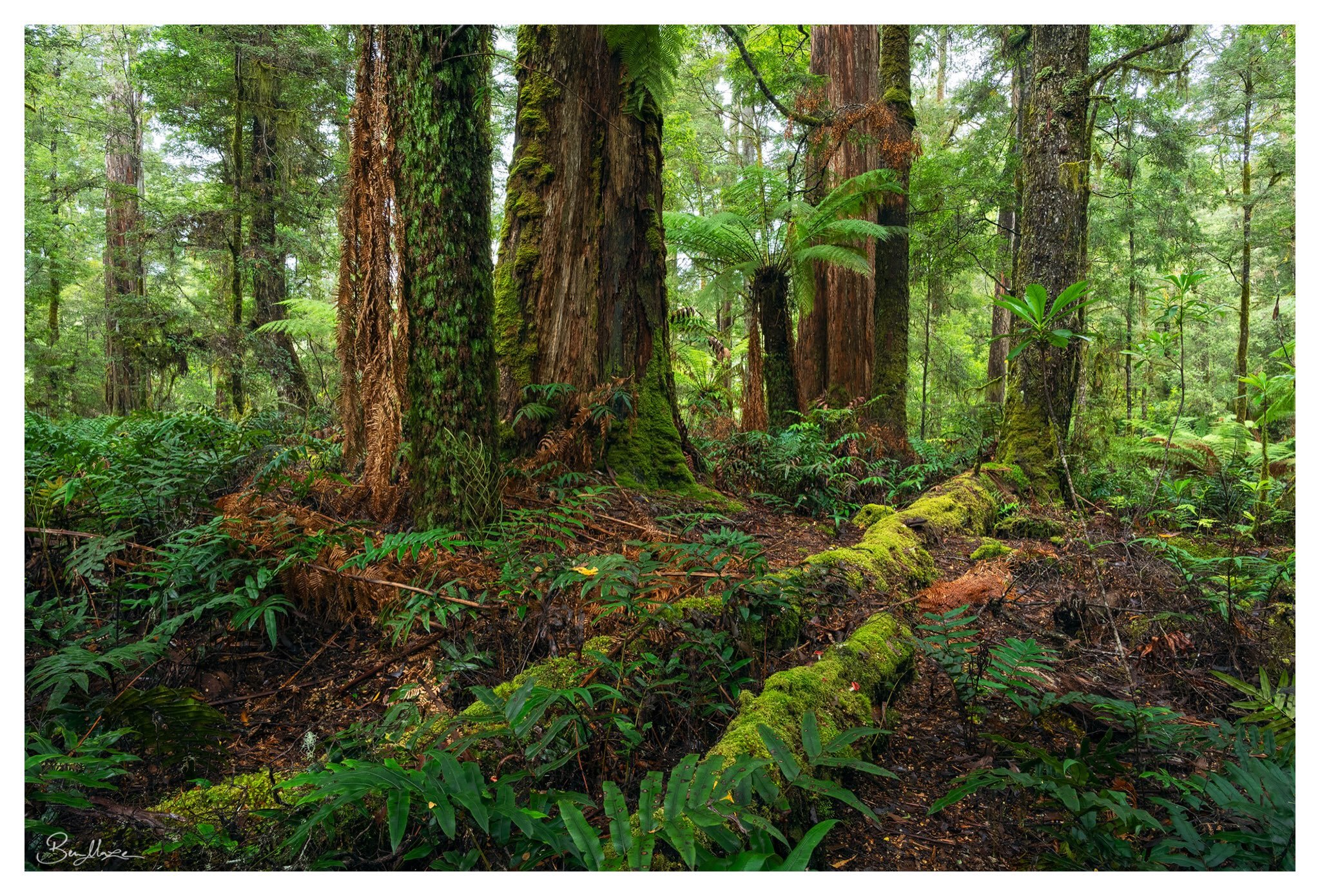 &lsquo;Imposter&rsquo; (2026)

Mountain ash, tree ferns, myrtles, laurels, hard water ferns and fungi near a giant water-filled sinkhole coming together for this quintessential Tarkine rainforest scene.
