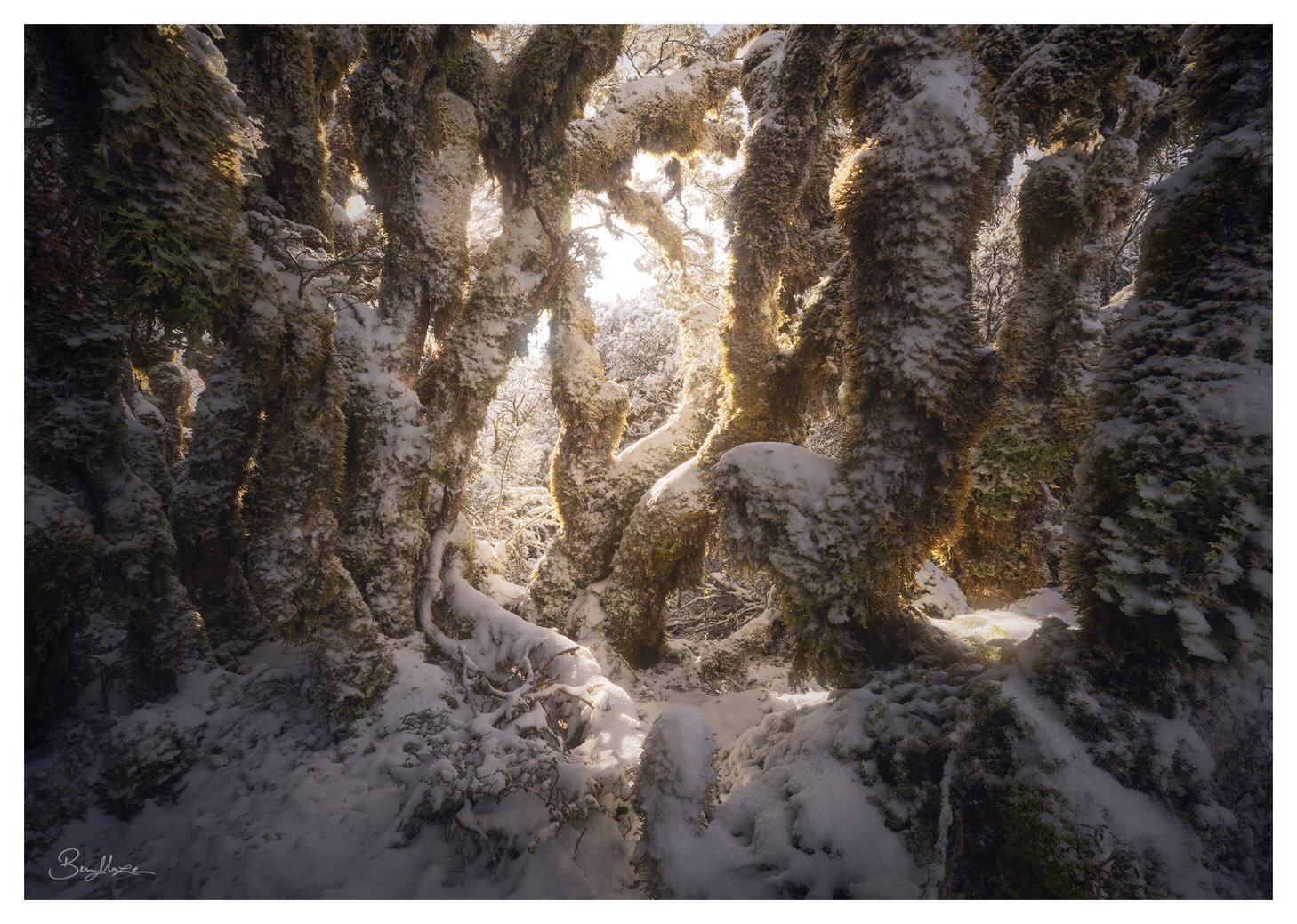 Thank you everyone for the love on my last post. That image always seems to strike a strong response, more than any other work of mine. Thrilled to have some more of you following along here and showing appreciation for our wild places 💚

Here are s