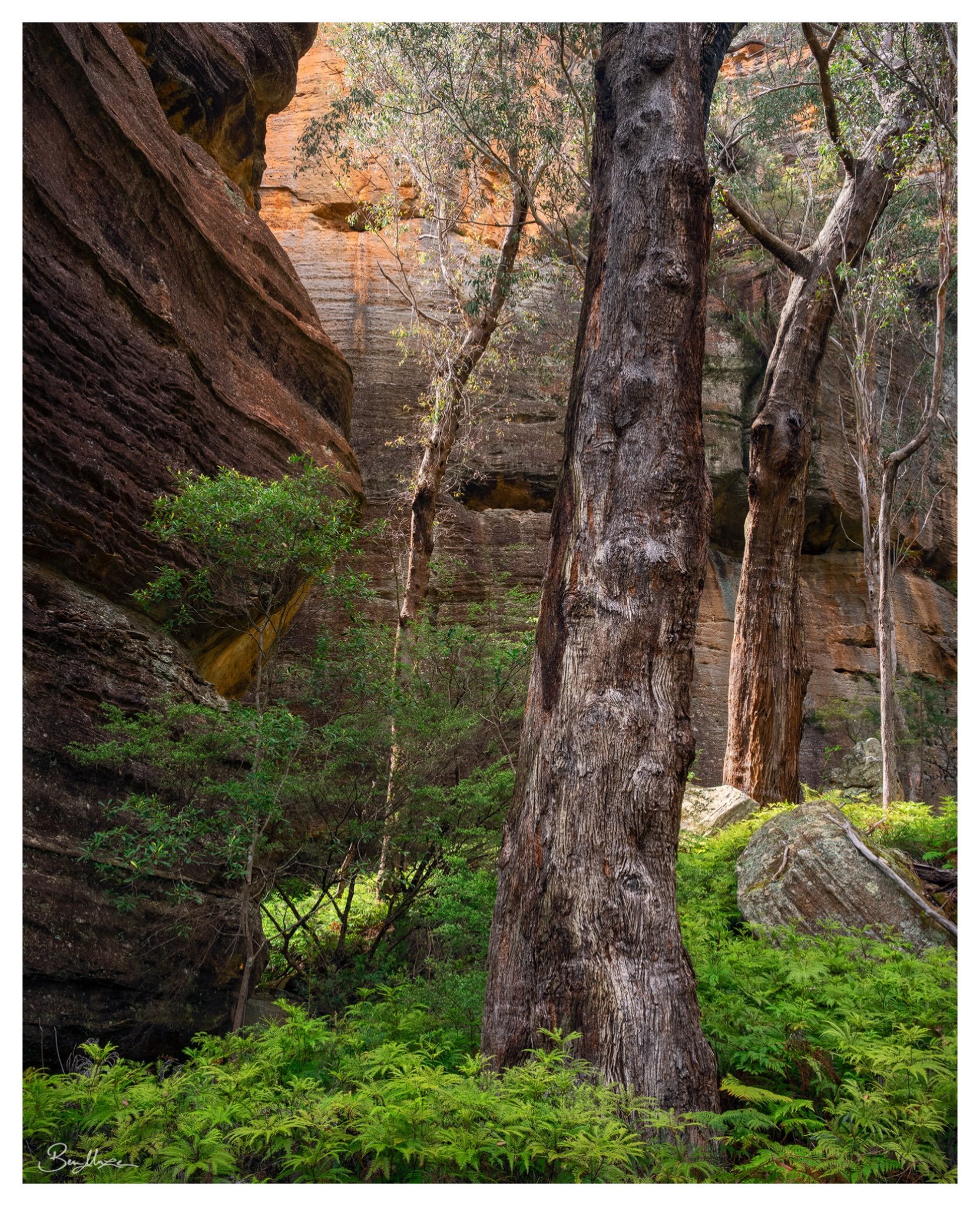 &lsquo;Watchful Eye&rsquo; (2026)

An image from this past weekend, photographed in the outer reaches of the Blue Mountains. I&rsquo;ve been long wanting to check this spot out, finally managing to spend a couple of nights camping out at this remote 