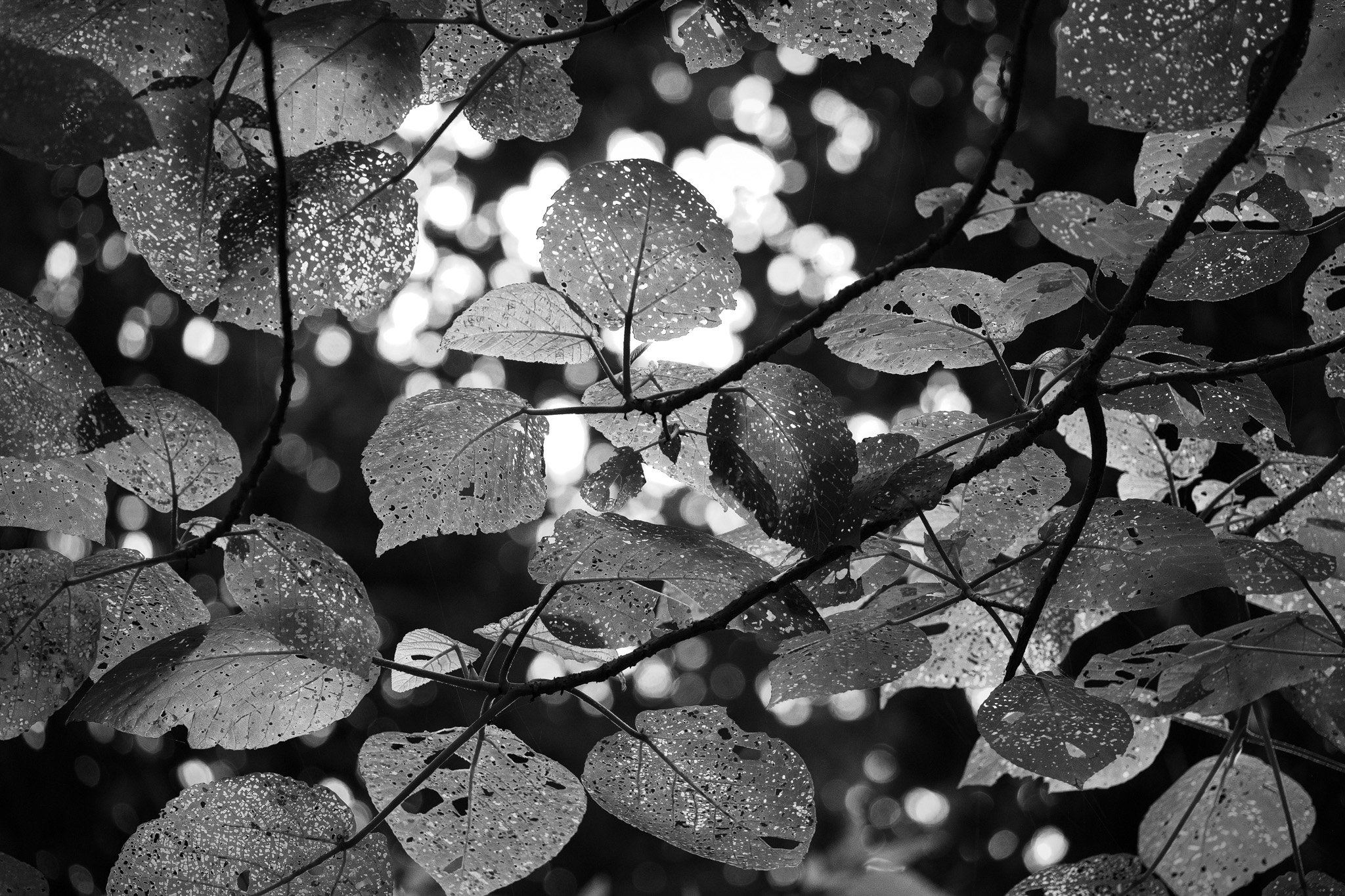 _DSC6142-1 web.jpg
