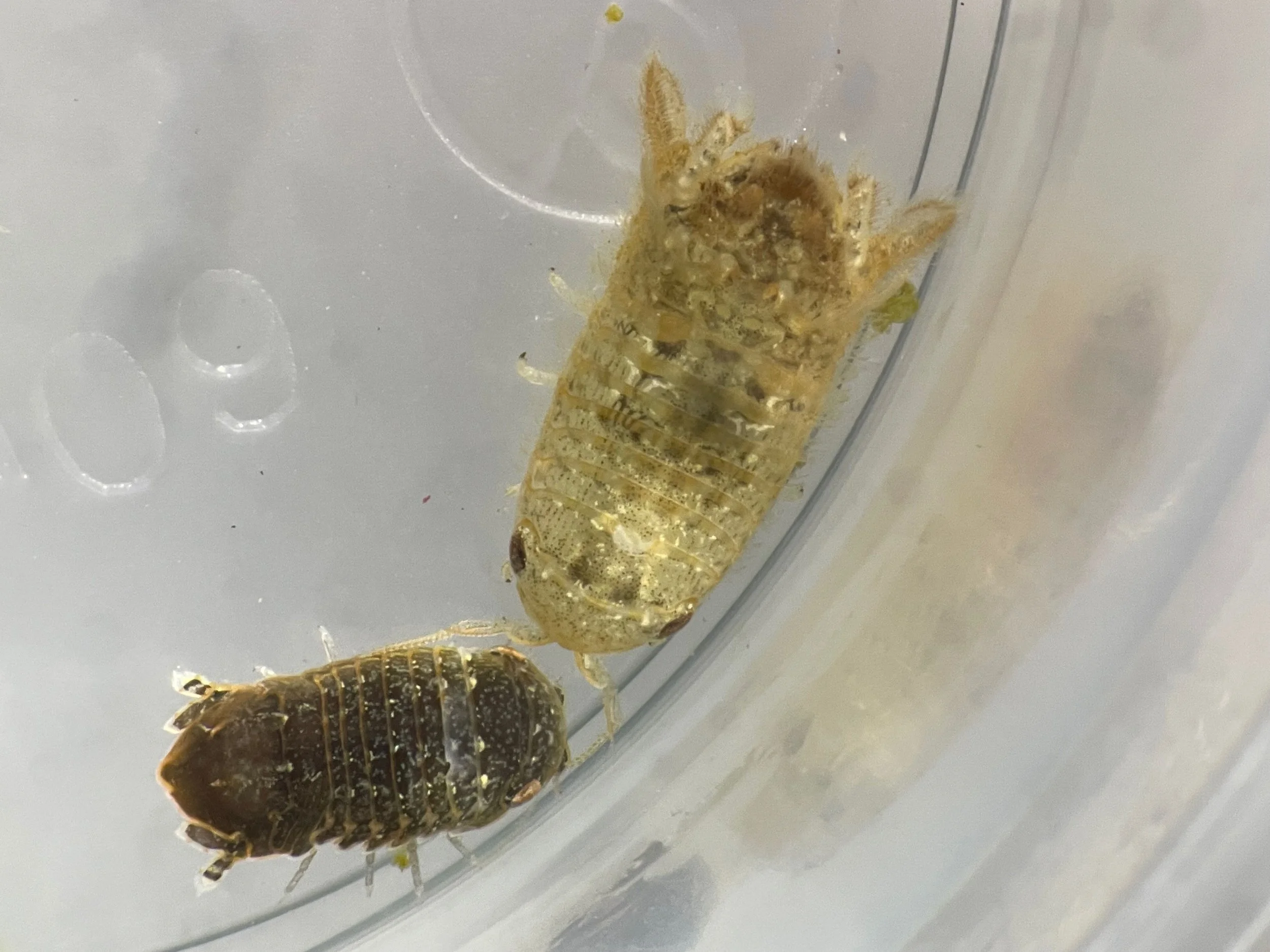 Marine isopod
