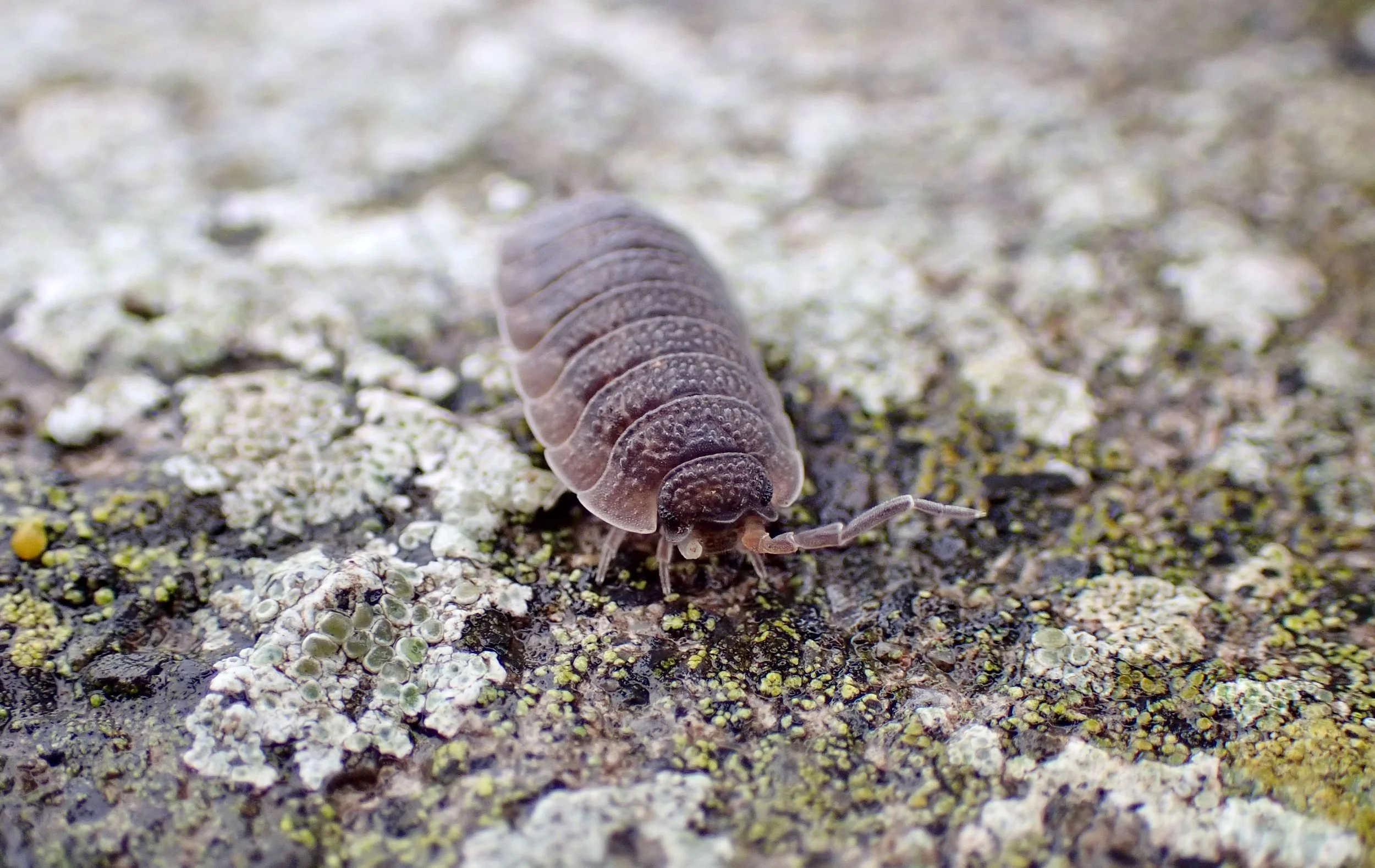 Terrestrial isopod