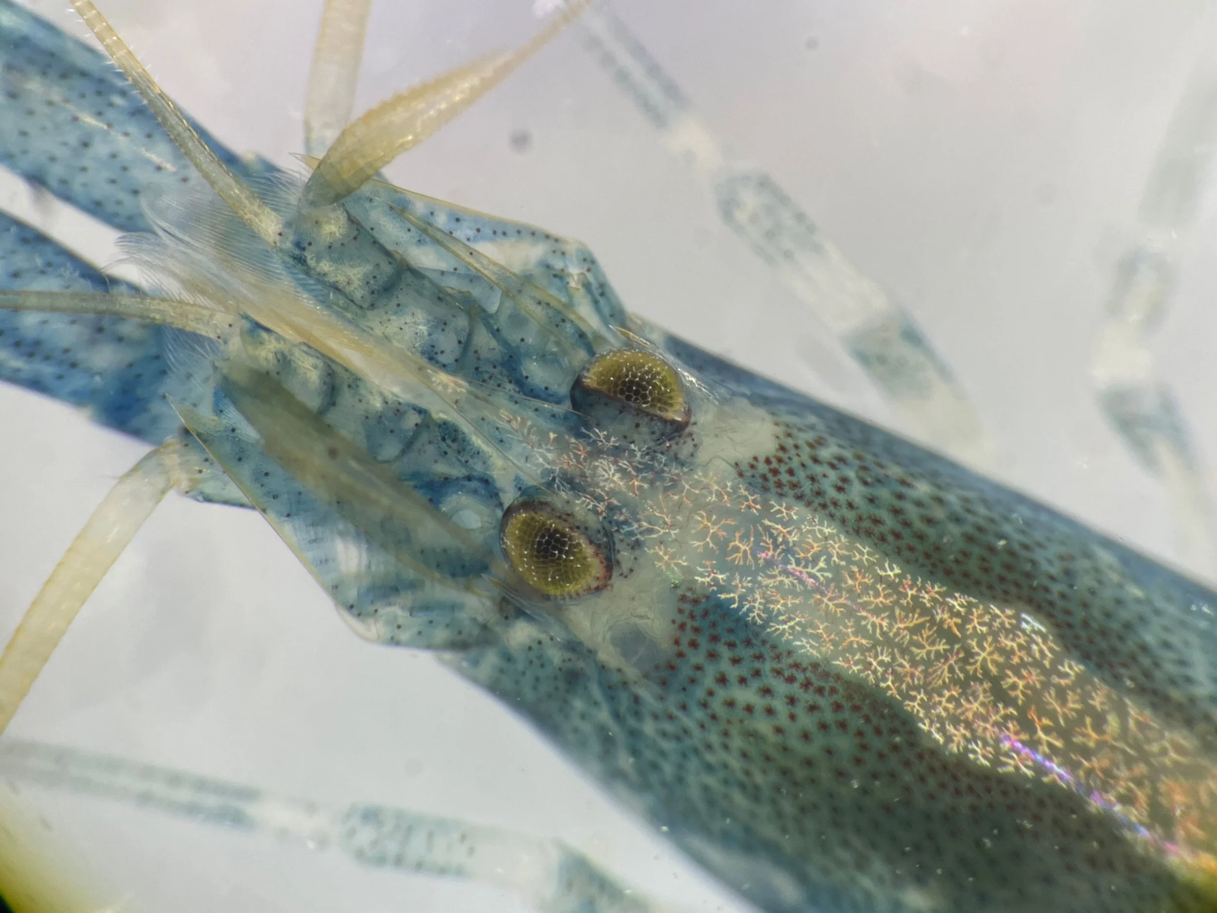 Athanas nitescens