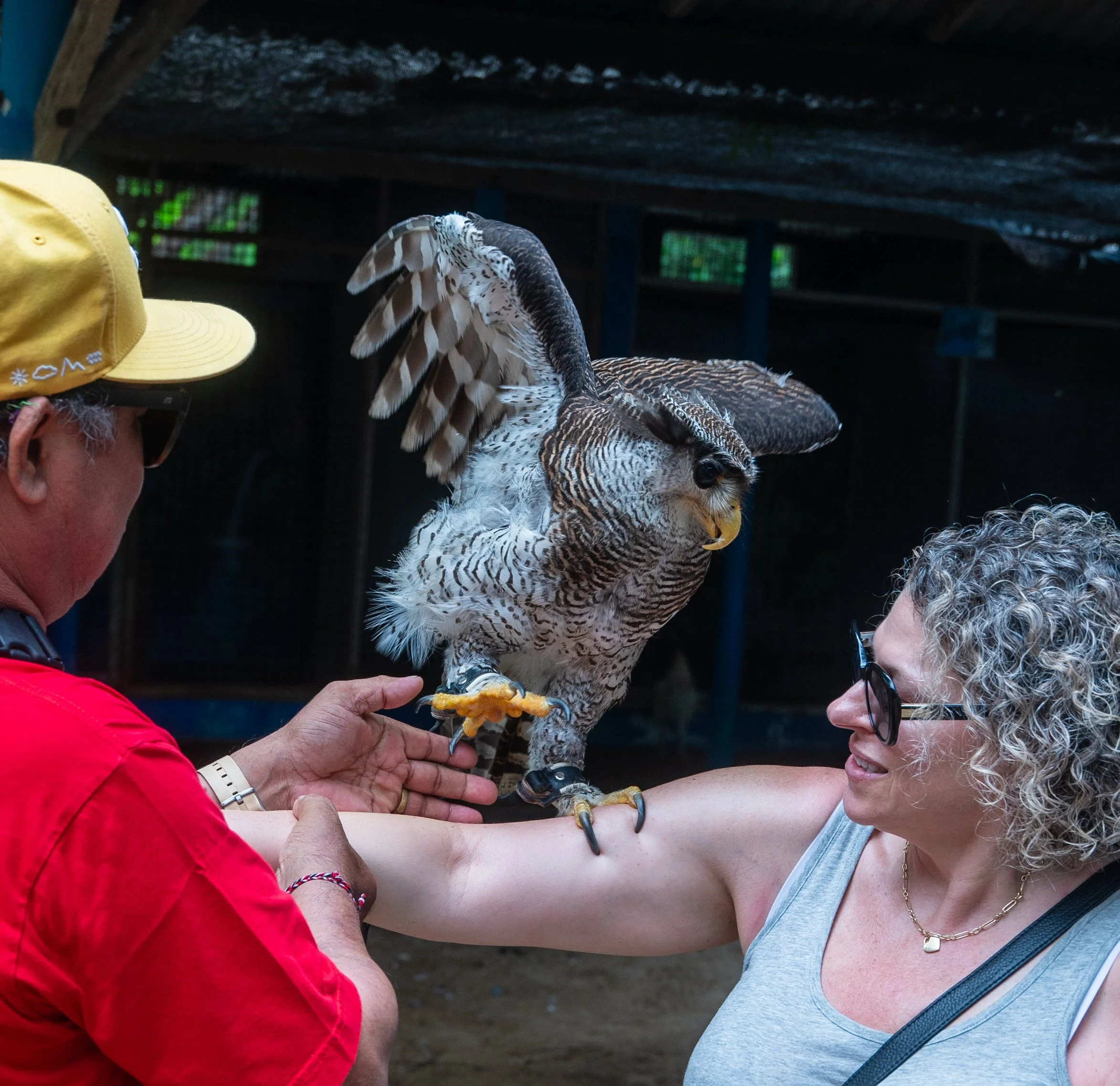 A person wearing a yellow cap holding a bird of prey, possibly a hawk or falcon, on their gloved hand while another person with glasses and curly hair observes closely.