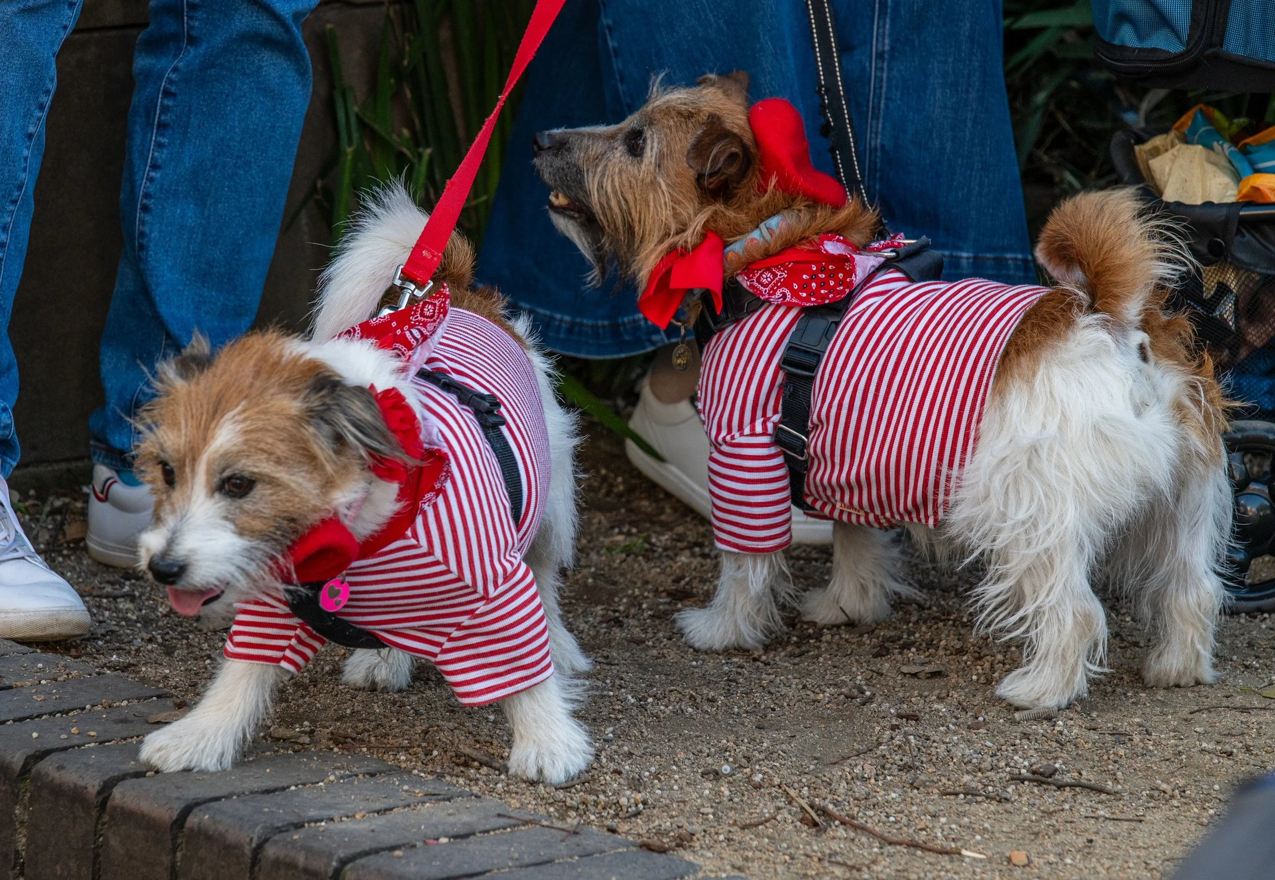 Two small dogs dressed in red and white striped outfits and bandanas, standing outdoors on a dirt ground with stone edging, surrounded by people.