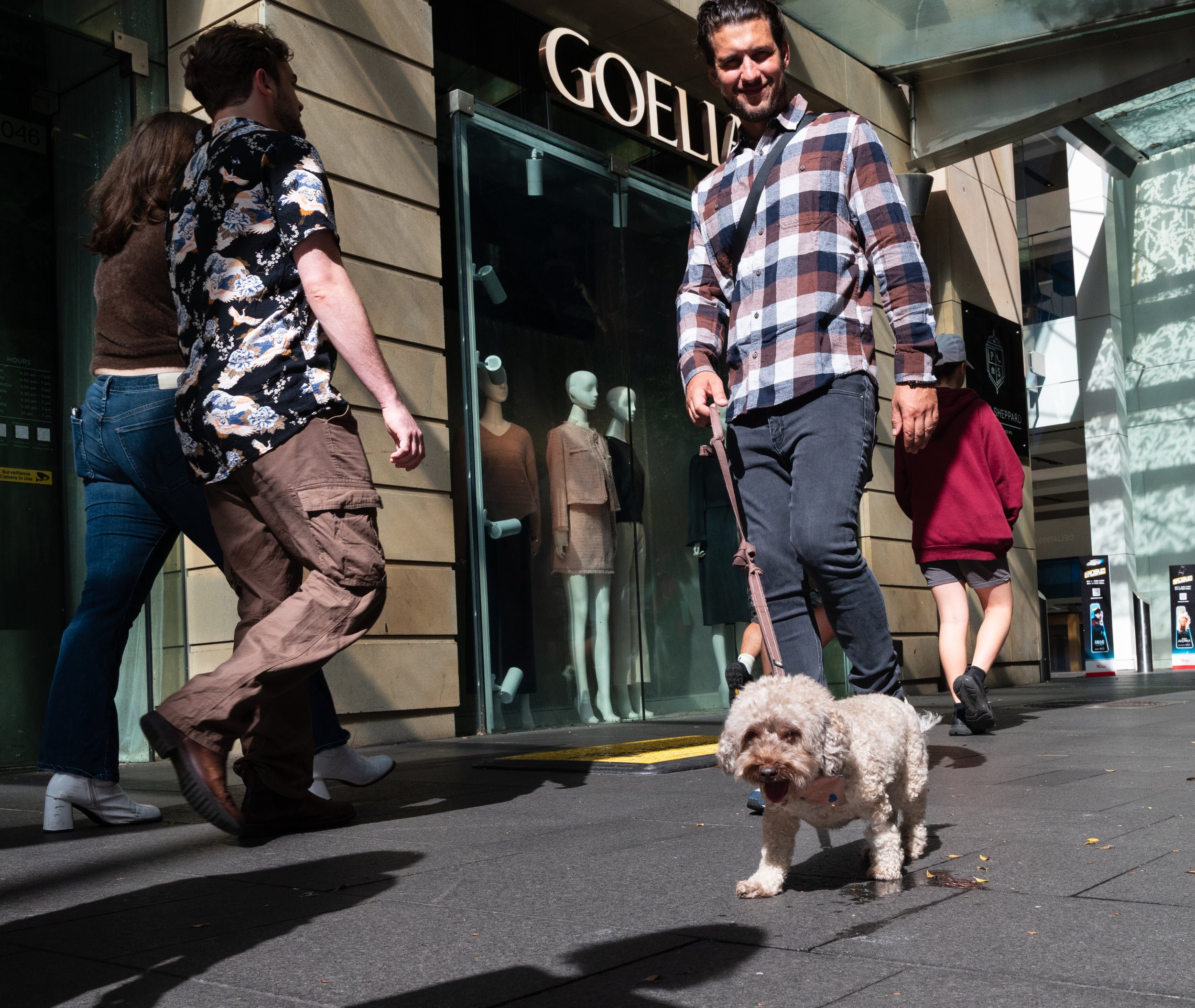 People walking on a city sidewalk near a clothing store, with a small curly-haired dog on a leash in the foreground.
