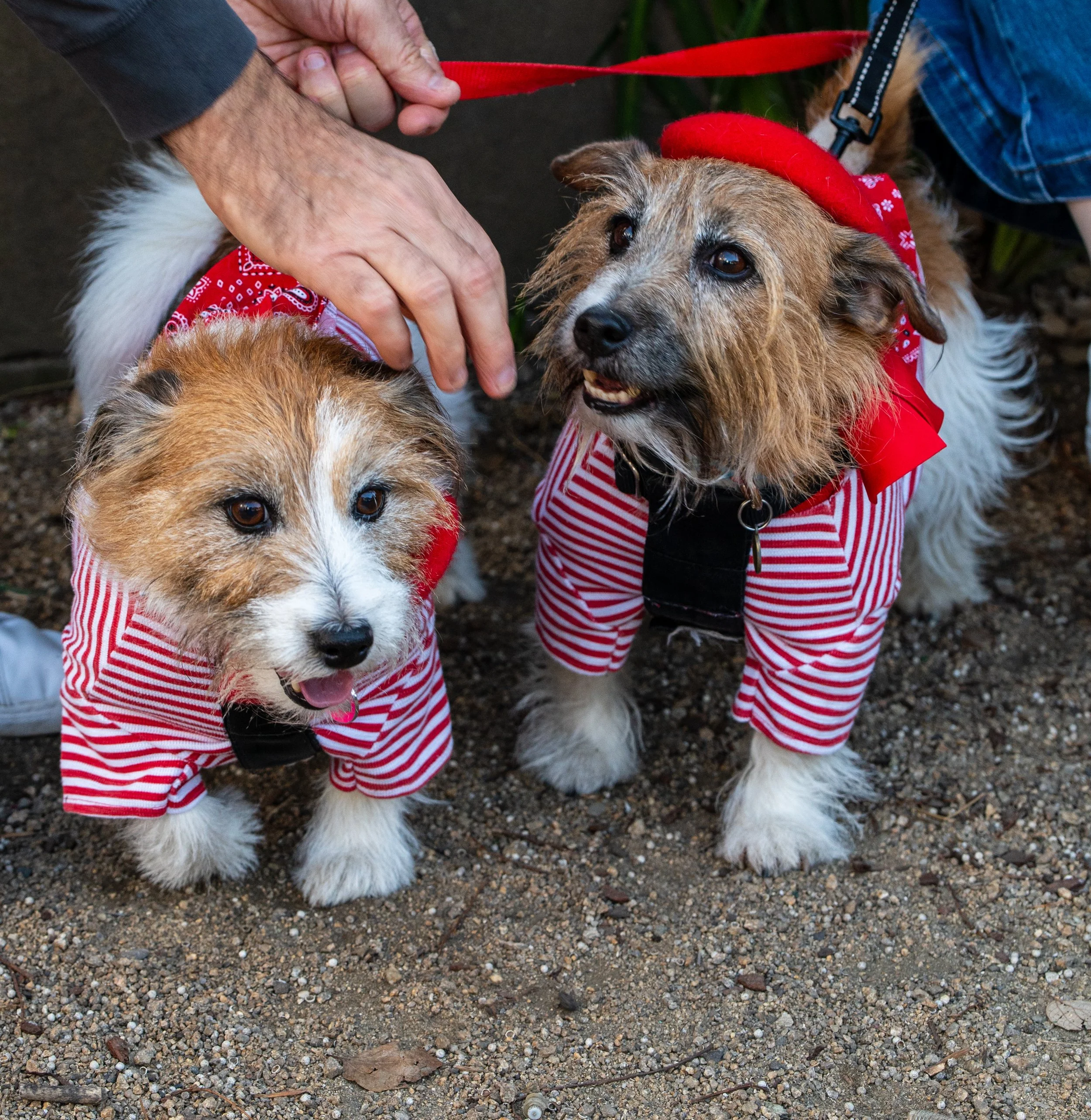 Two dogs dressed in red and white striped outfits, one with a red beret, standing on dirt while a person offers them a treat.